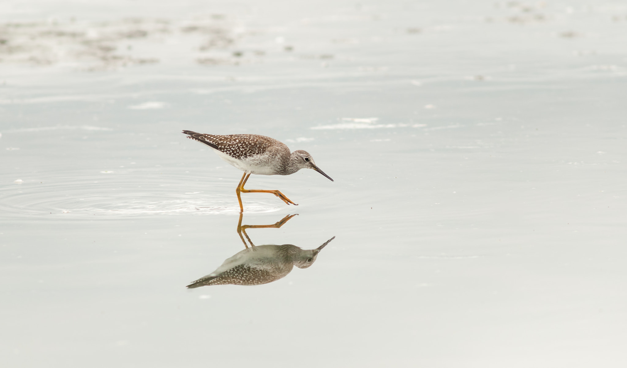 Nikon D300 + AF Nikkor 300mm f/4 IF-ED sample photo. Yellowlegs photography