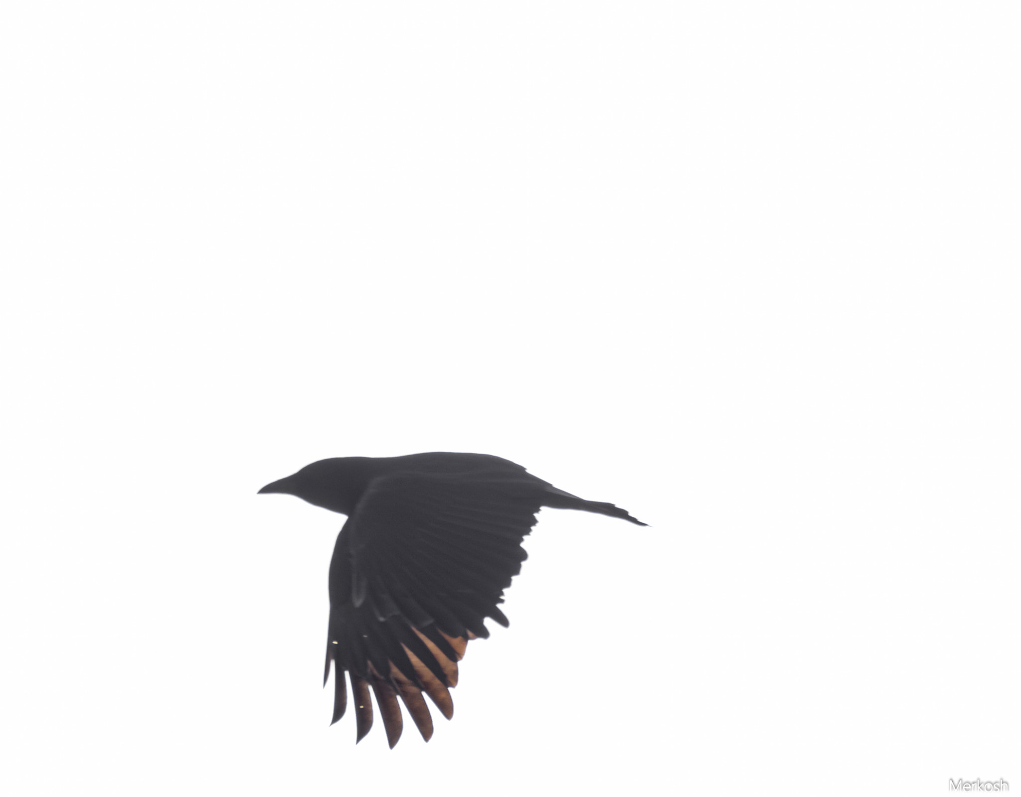 Olympus OM-D E-M1 Mark II sample photo. Fly like an eagle photography