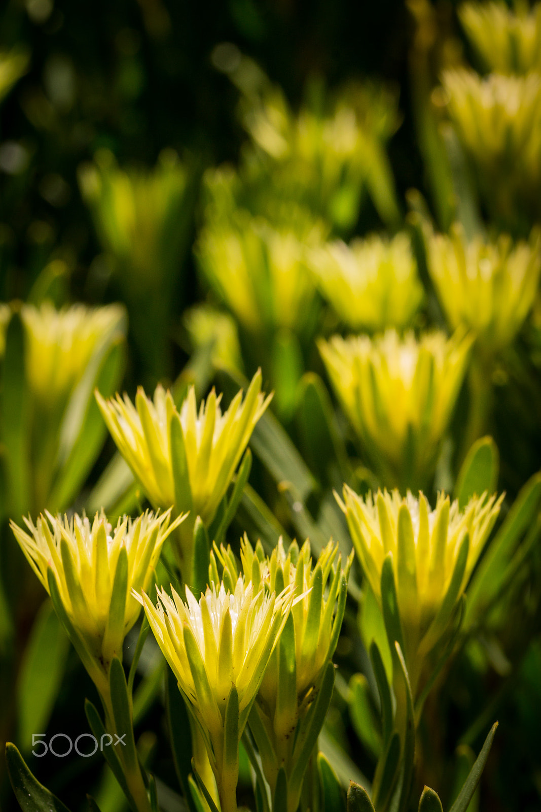 Canon EF 100mm F2.8L Macro IS USM sample photo. Aulax umbellata photography