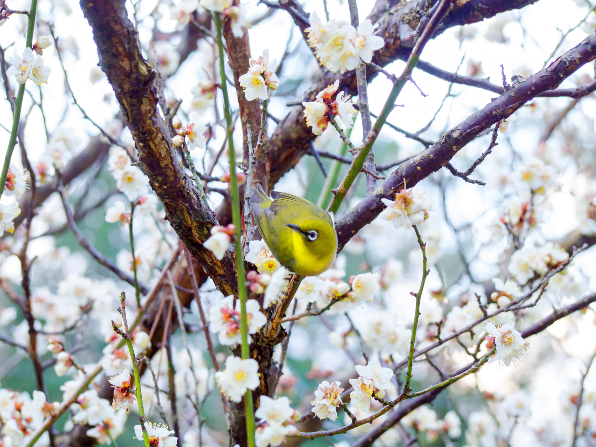 Olympus PEN E-PM2 sample photo. Come, spring photography