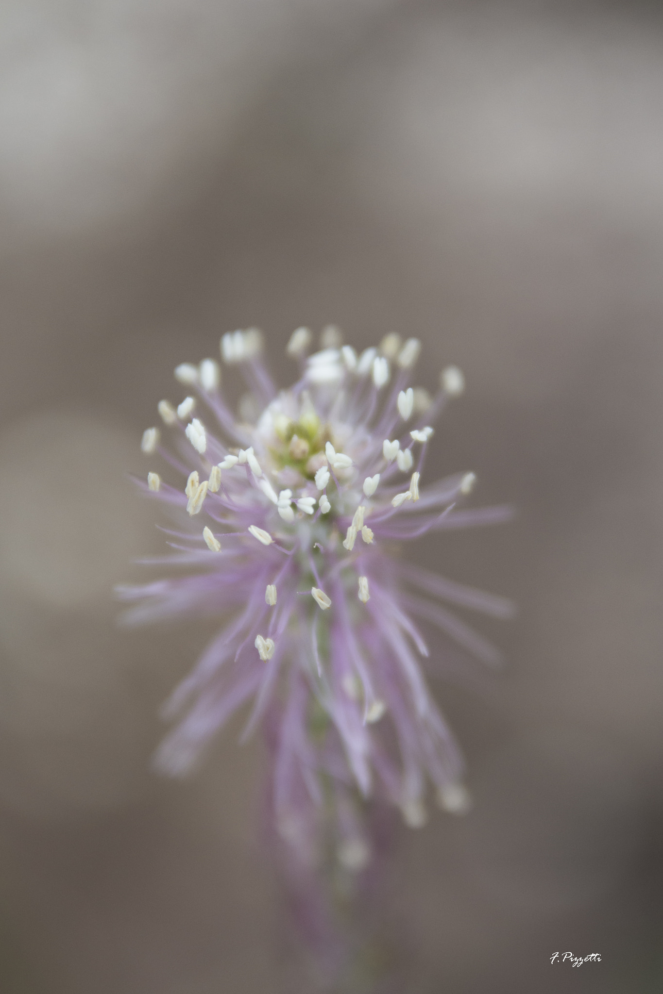 Nikon D7100 sample photo. Flower... photography