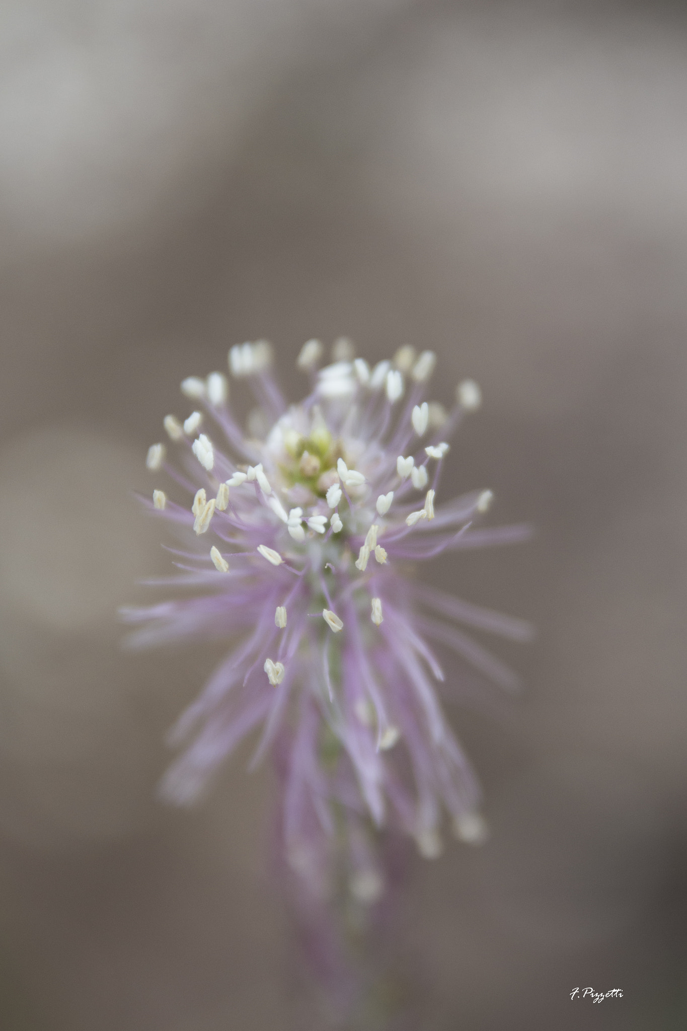 Sigma 17-70mm F2.8-4 DC Macro OS HSM sample photo. Flower... photography