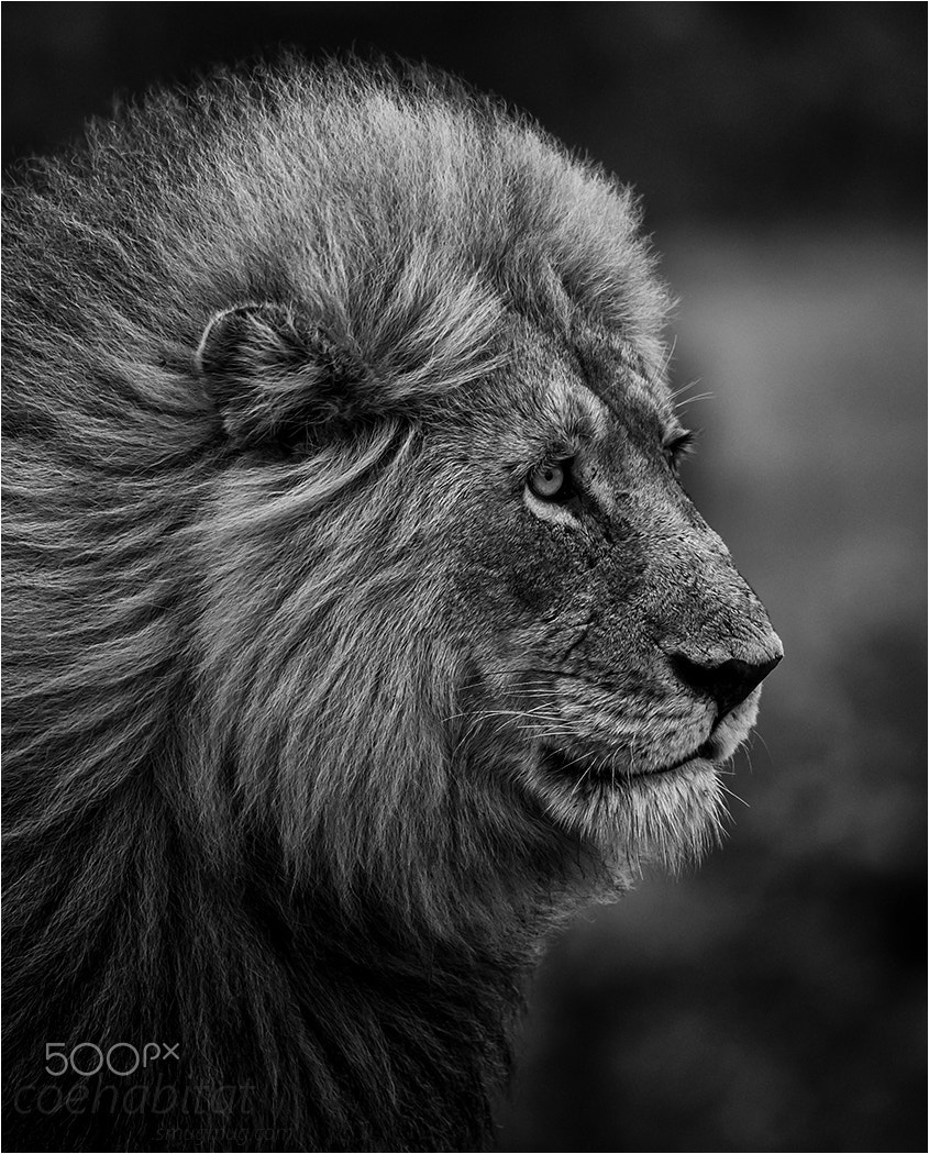 Nikon D800 sample photo. B&w wild lion portrait photography