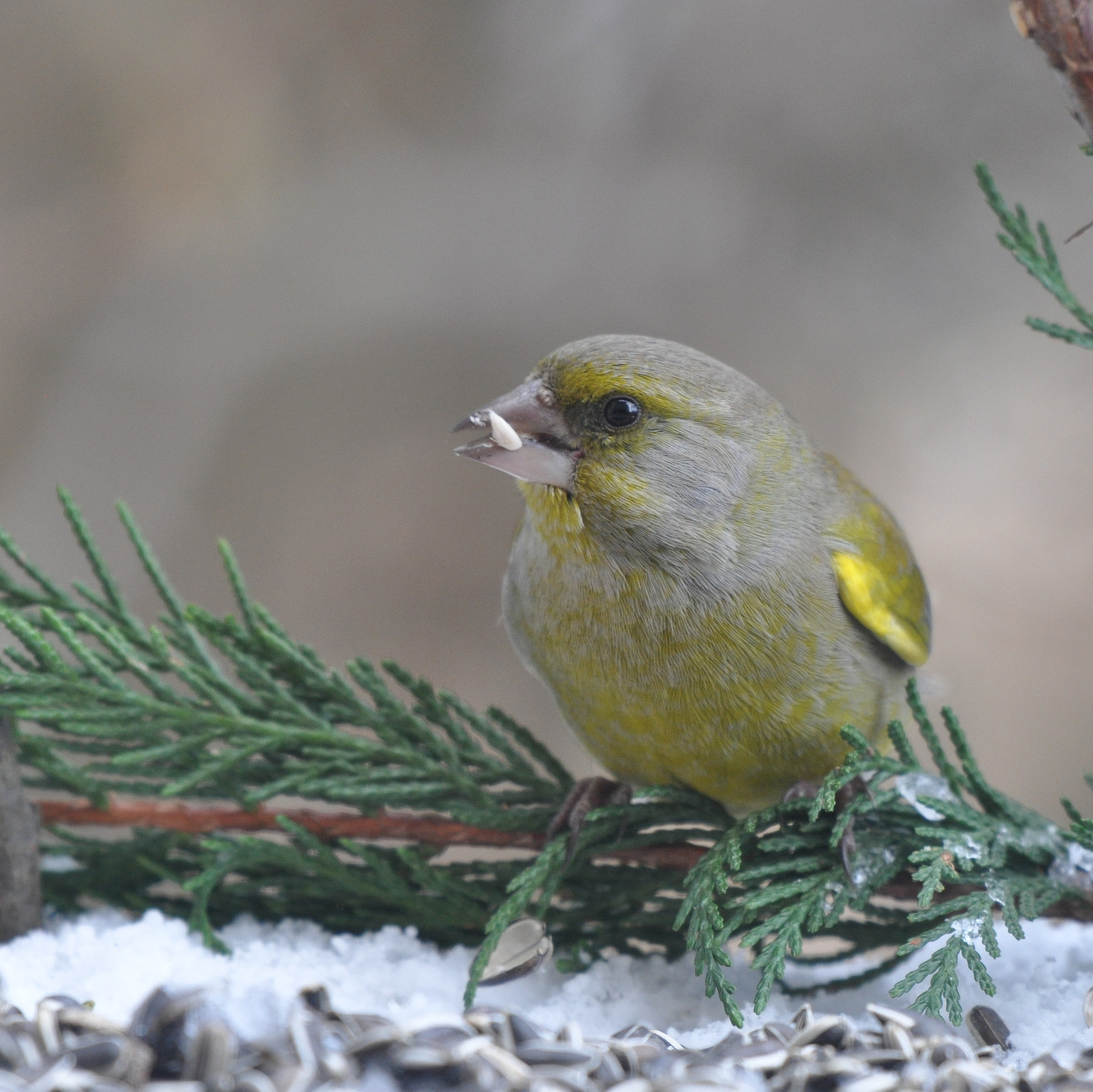 Nikon AF-S Nikkor 200-500mm F5.6E ED VR sample photo. Verdier photography