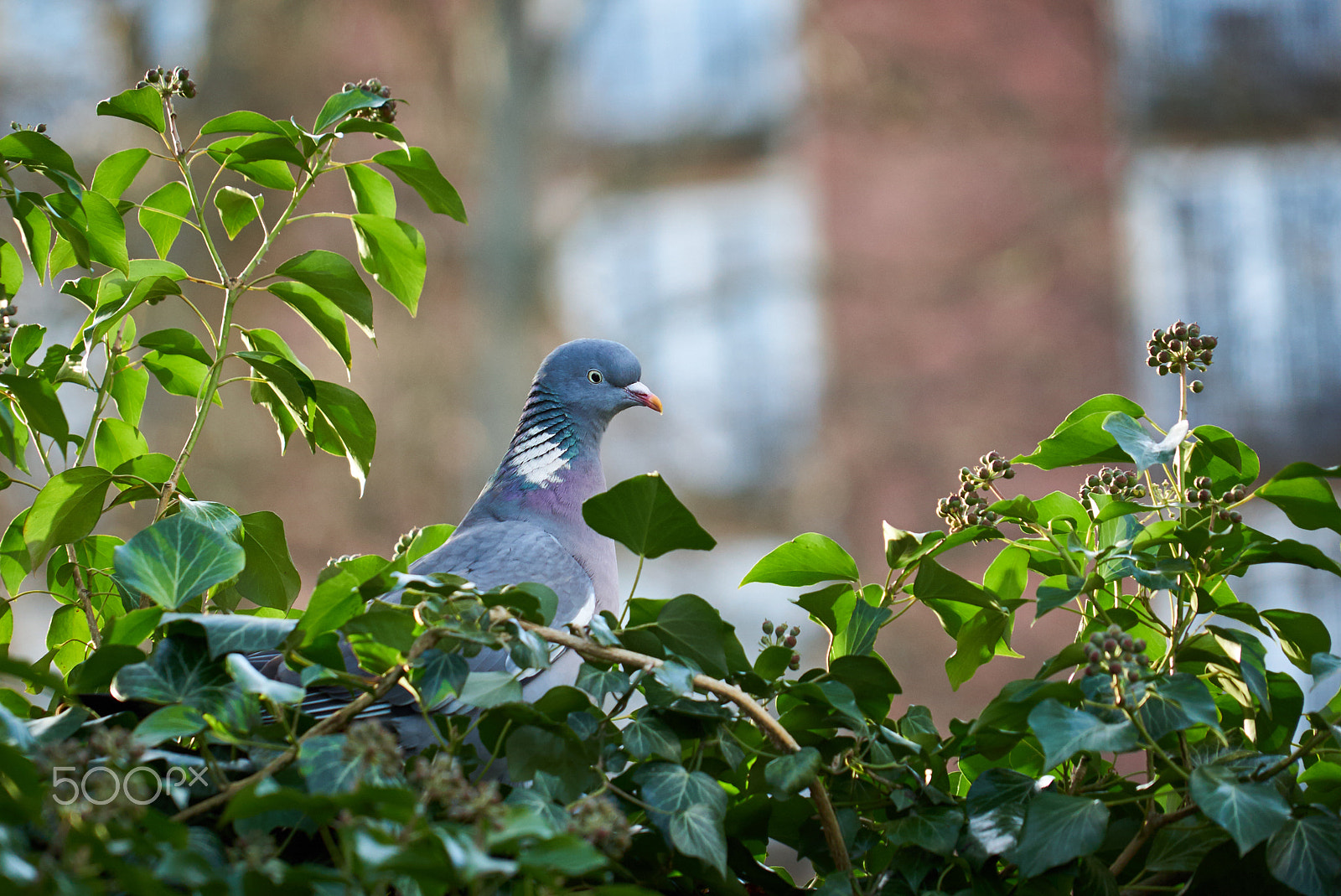 Sony a7S II + Sony FE 24-240mm F3.5-6.3 OSS sample photo. Pigeon photography