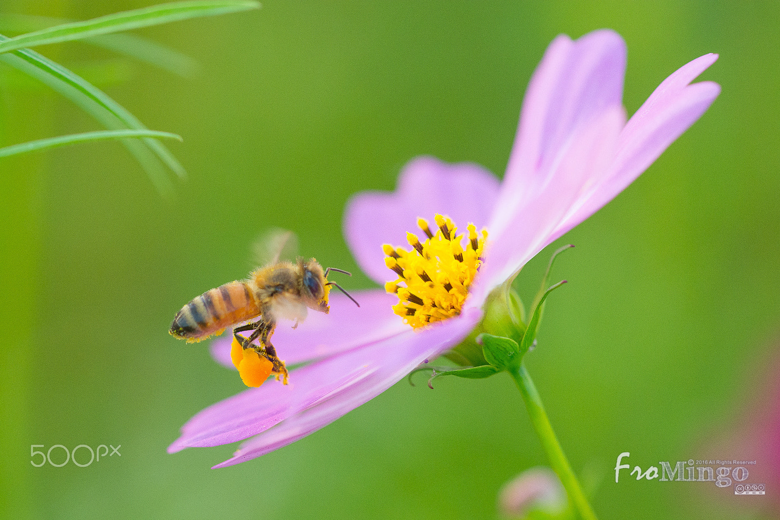 Nikon D5200 + Sigma 150mm F2.8 EX DG Macro HSM sample photo. Cosmos photography