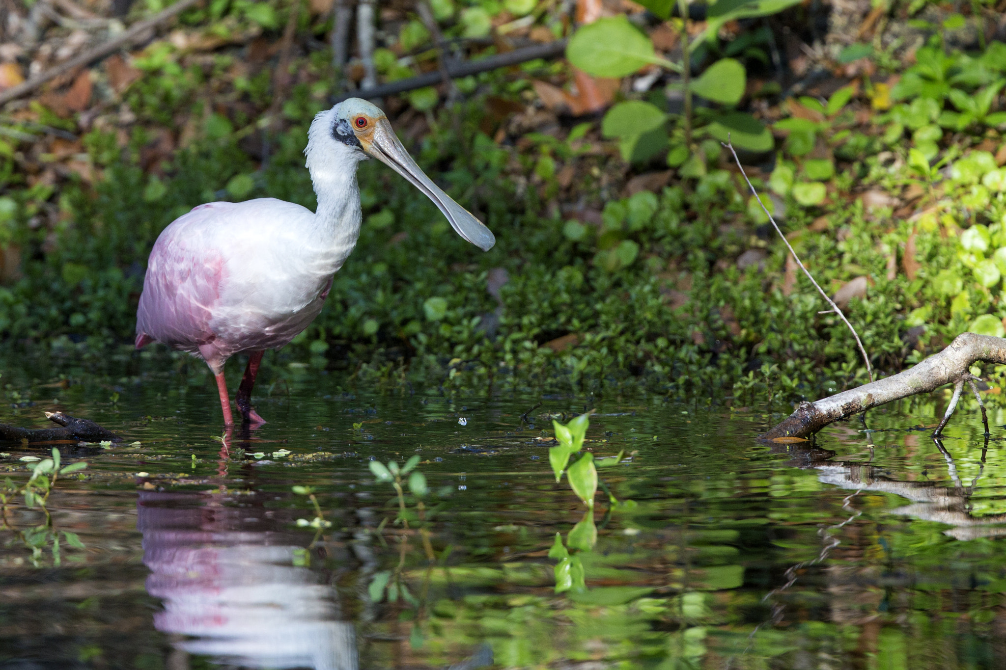 Canon EF 300mm F2.8L IS II USM sample photo. Roseate spoonbill photography