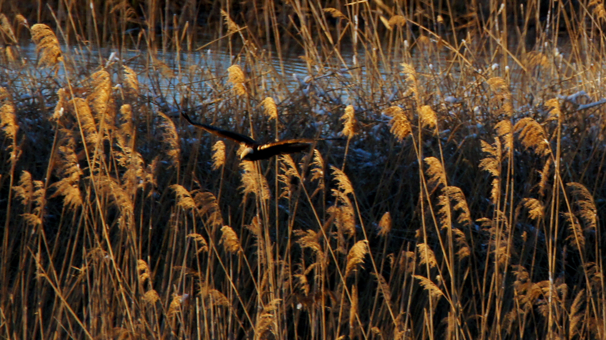 Sony SLT-A55 (SLT-A55V) + Tamron SP 150-600mm F5-6.3 Di VC USD sample photo. 2 photography