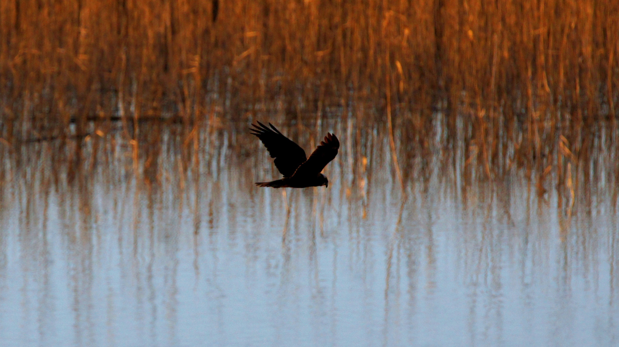 Sony SLT-A55 (SLT-A55V) + Tamron SP 150-600mm F5-6.3 Di VC USD sample photo. 4 photography