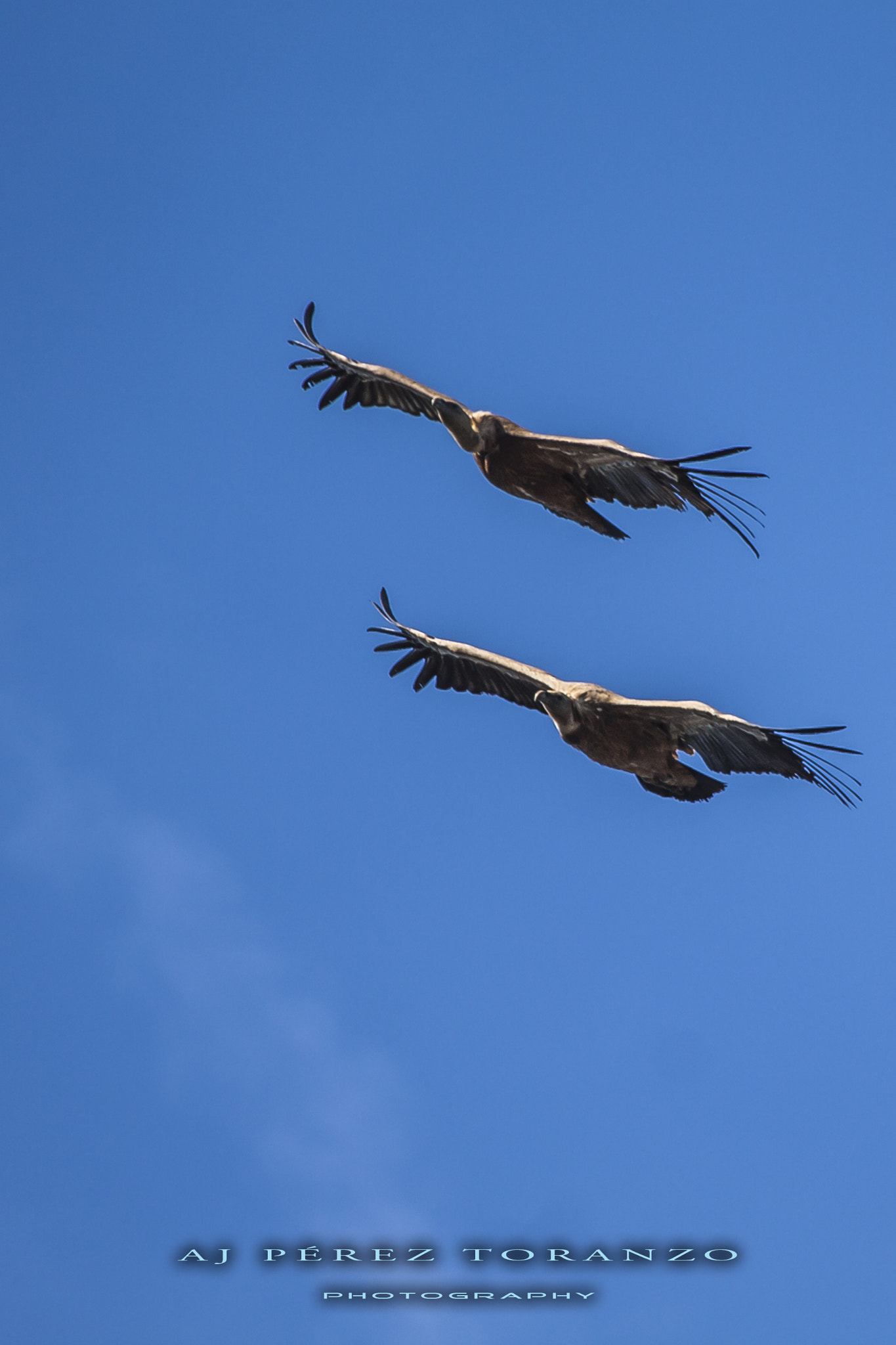 Canon EF 100-400mm F4.5-5.6L IS USM sample photo. Pareja de buitres photography