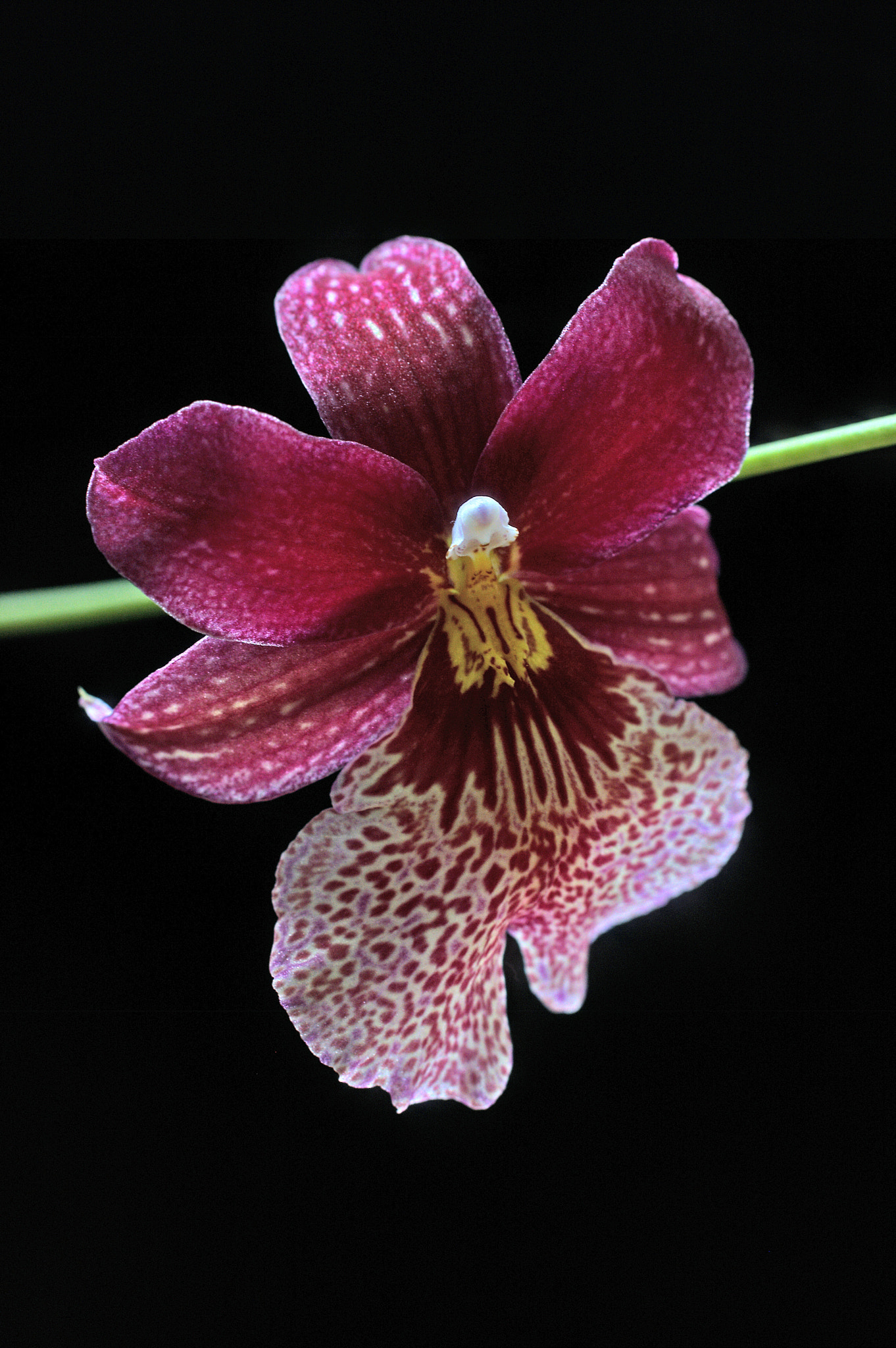 Canon EOS 40D sample photo. Orchid photography