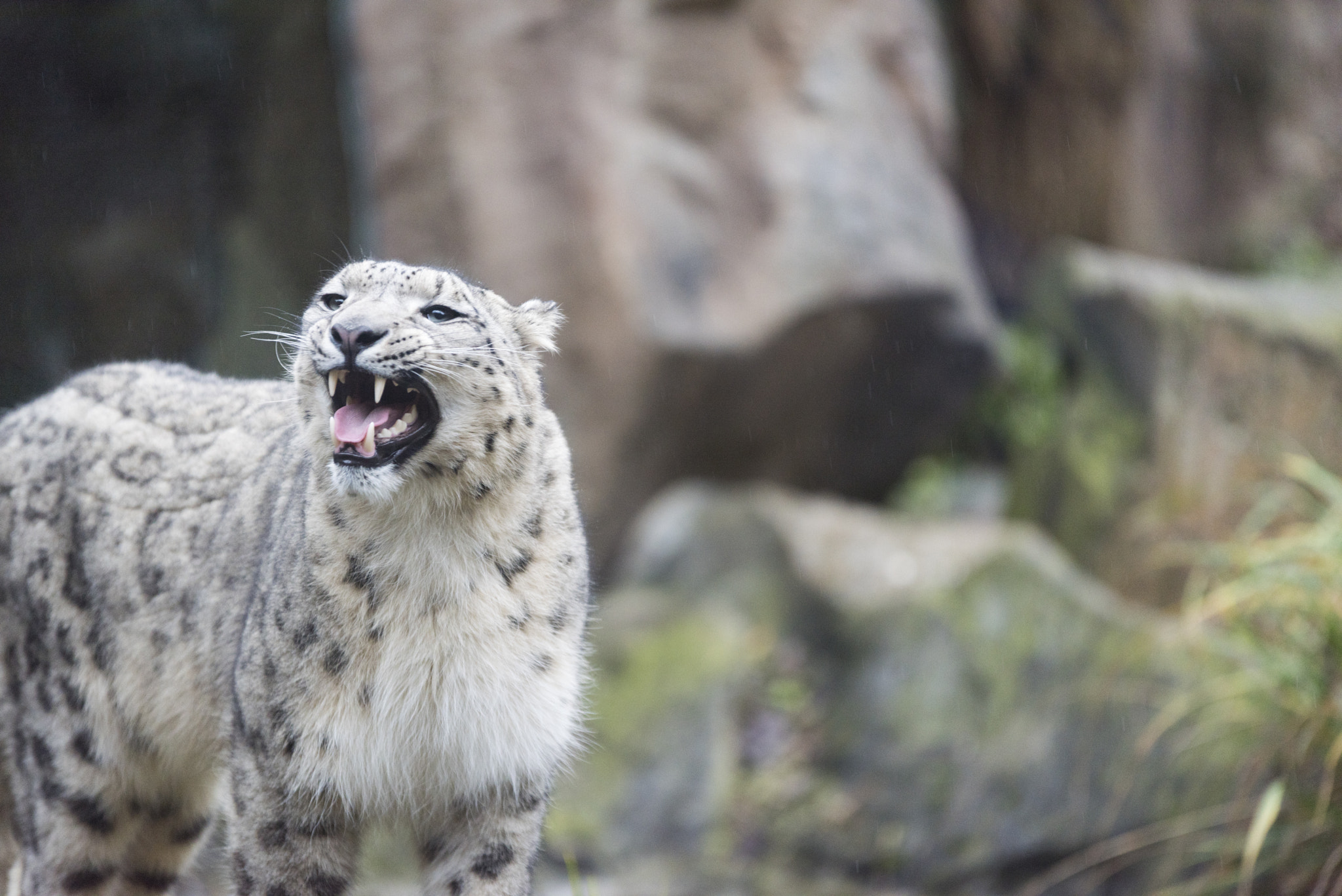 Sigma 70-200mm F2.8 EX DG OS HSM sample photo. Snow leopard photography