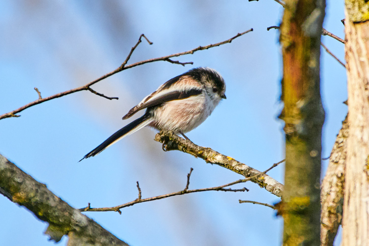 Olympus OM-D E-M1 Mark II + LEICA DG 100-400/F4.0-6.3 sample photo. Long-tailed tit photography