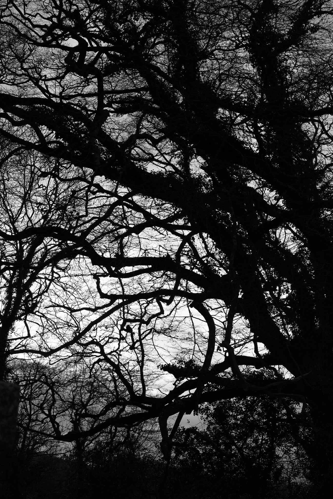 Canon EF 35-80mm f/4-5.6 sample photo. Black photography