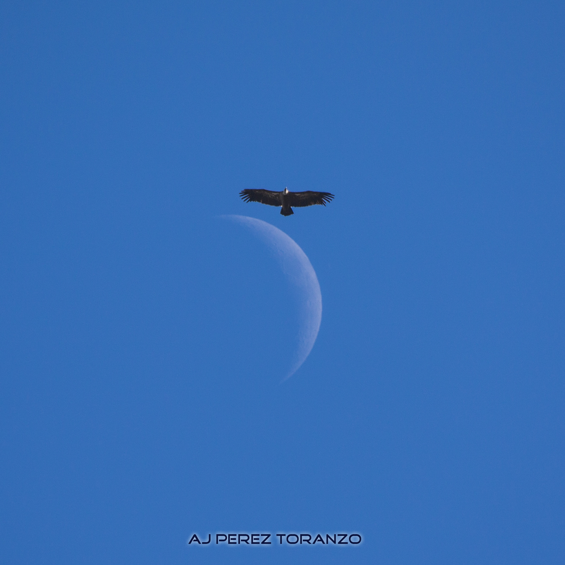 Canon EF 100-400mm F4.5-5.6L IS USM sample photo. Buitre en la luna photography
