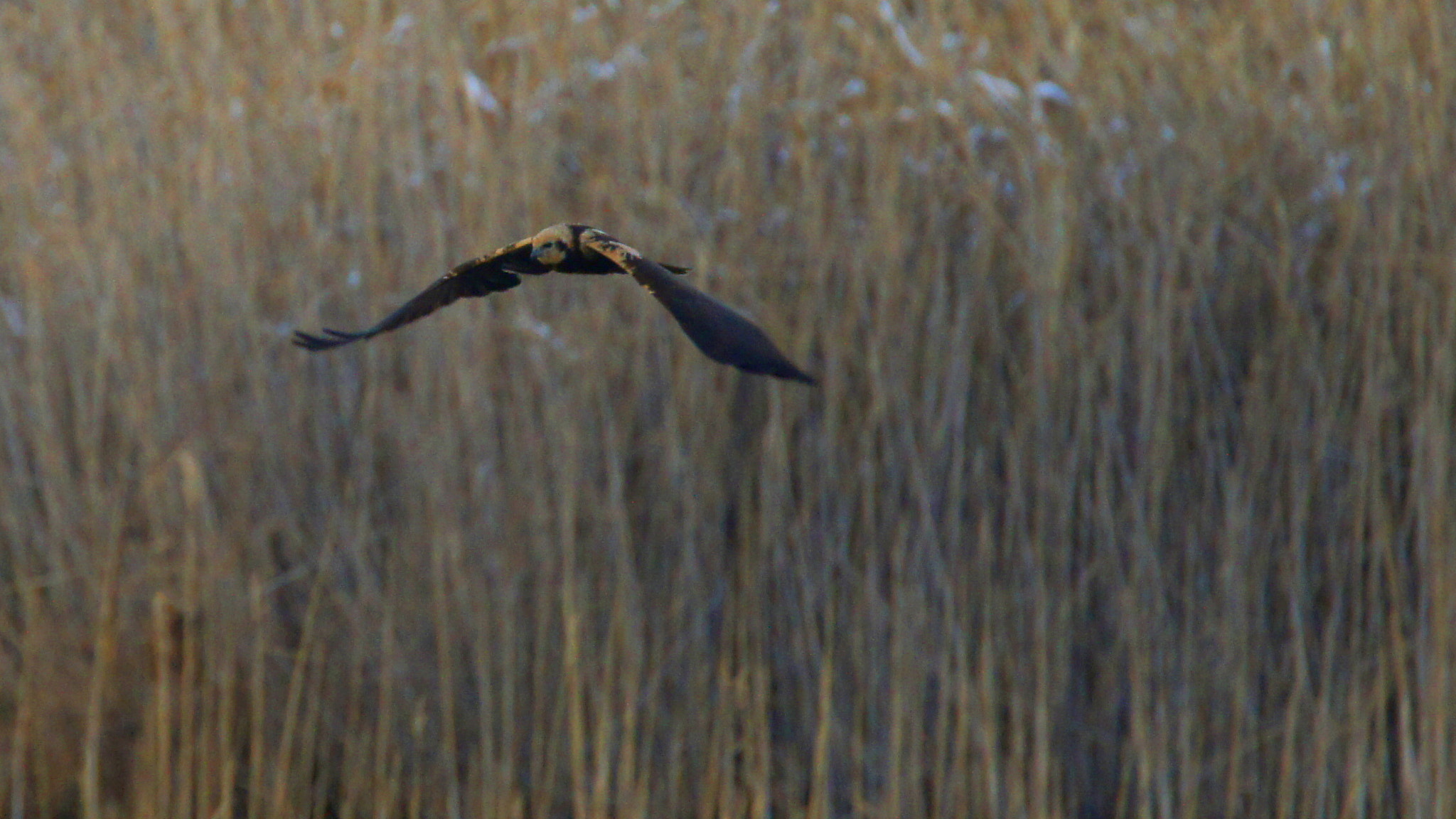 Sony SLT-A55 (SLT-A55V) + Tamron SP 150-600mm F5-6.3 Di VC USD sample photo. 5 photography