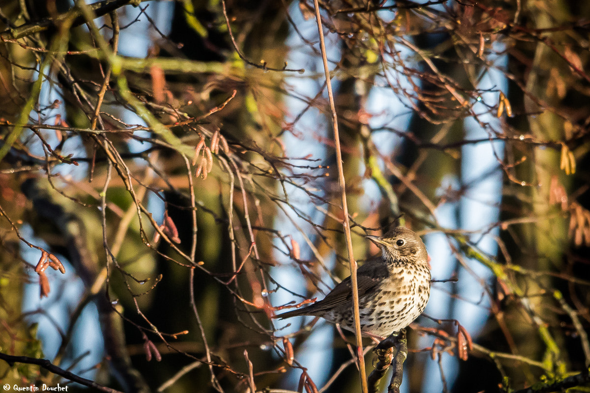 Canon EF 600mm F4L IS II USM sample photo. Grive musicienne photography