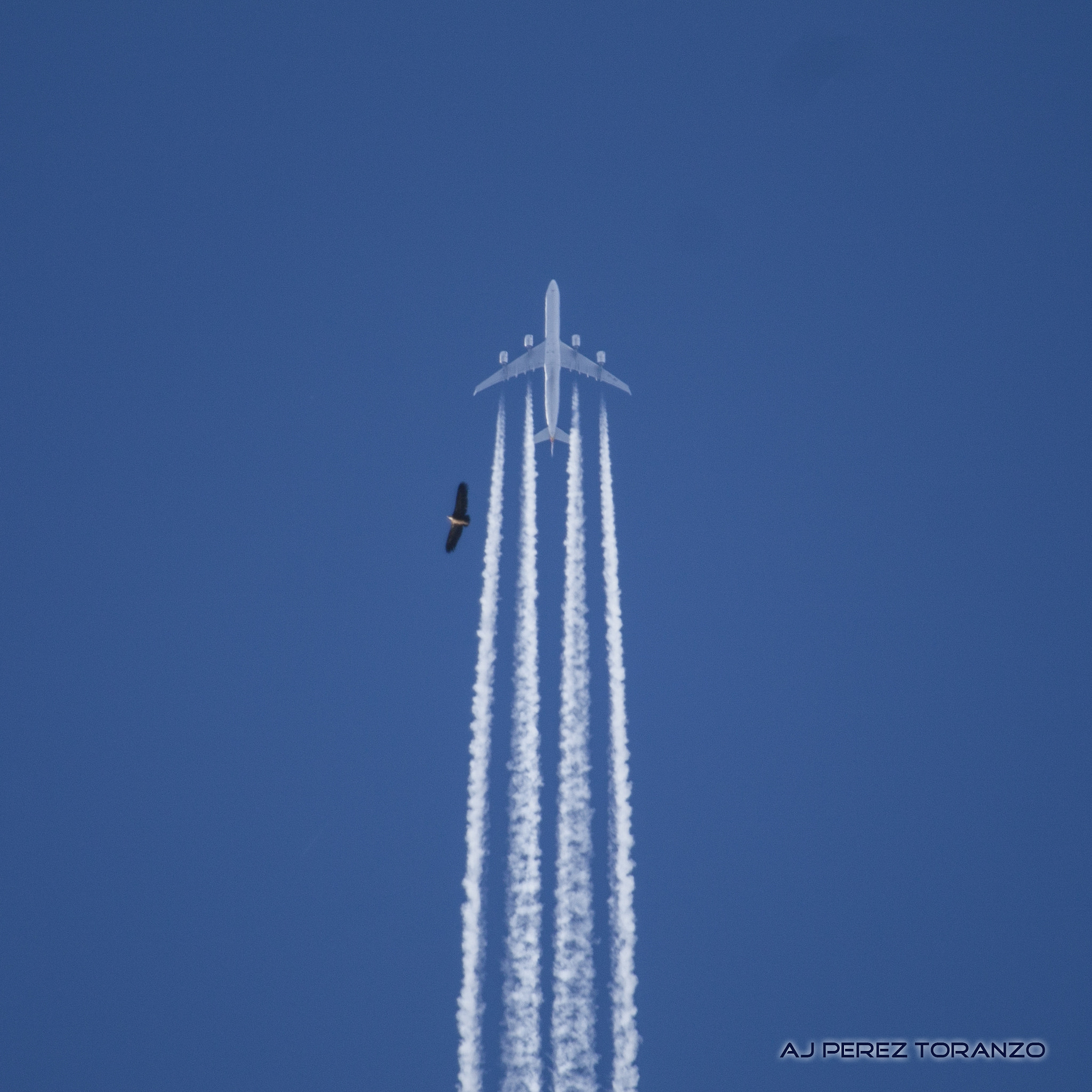 Canon EF 100-400mm F4.5-5.6L IS USM sample photo. Deja paso photography