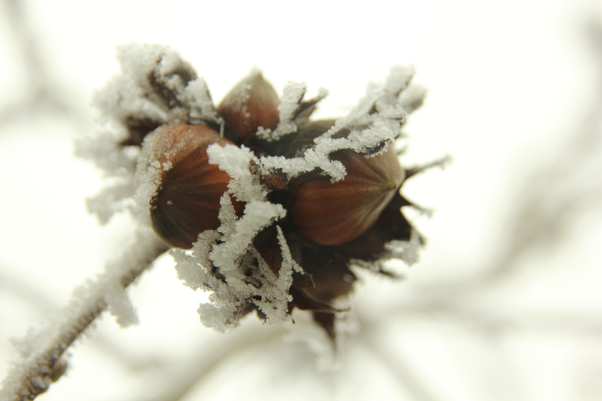 Sigma 17-70mm F2.8-4 DC Macro OS HSM sample photo. 31 décembre 2016-6 photography