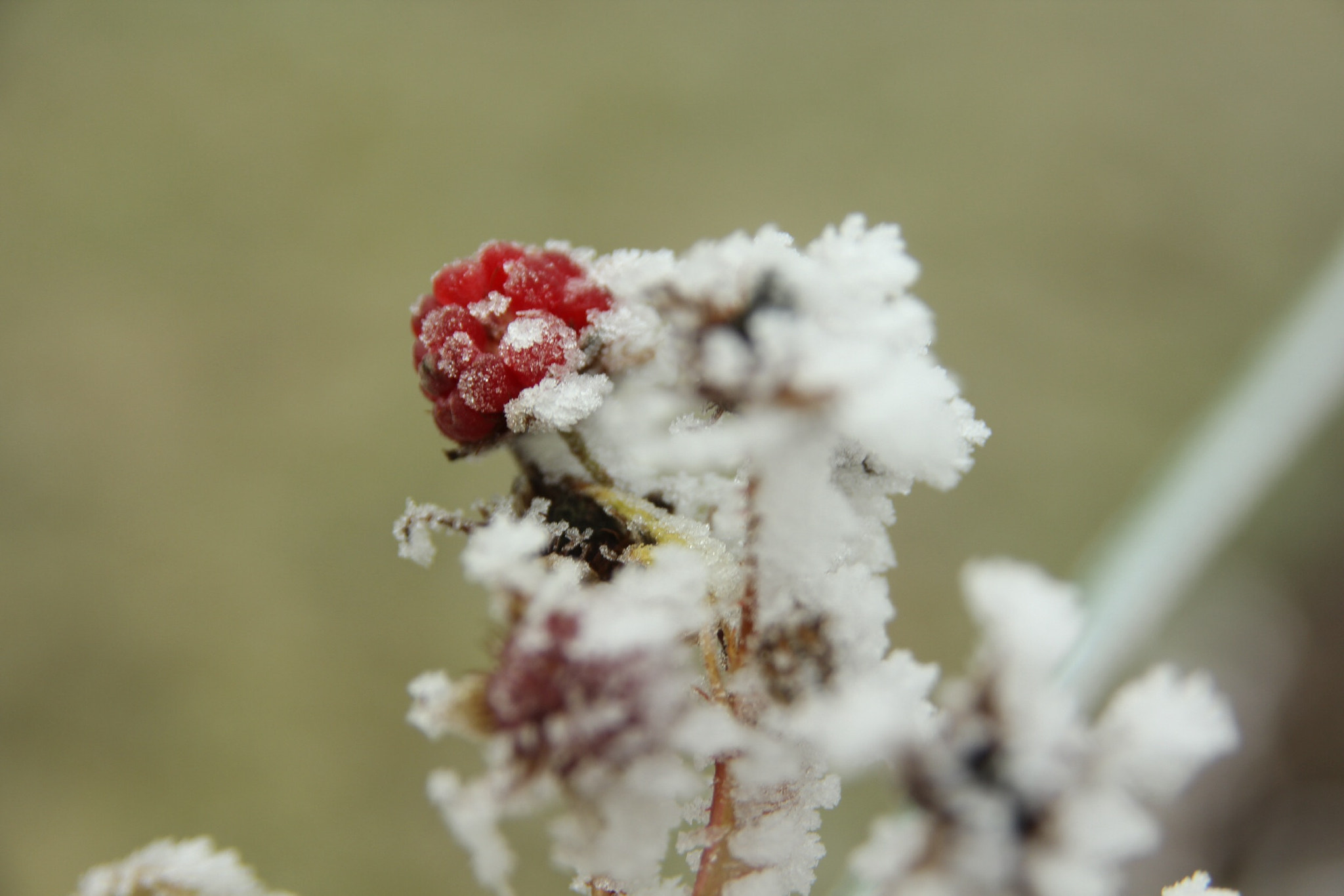 Canon EOS 60D sample photo. 31 décembre 2016-10 photography