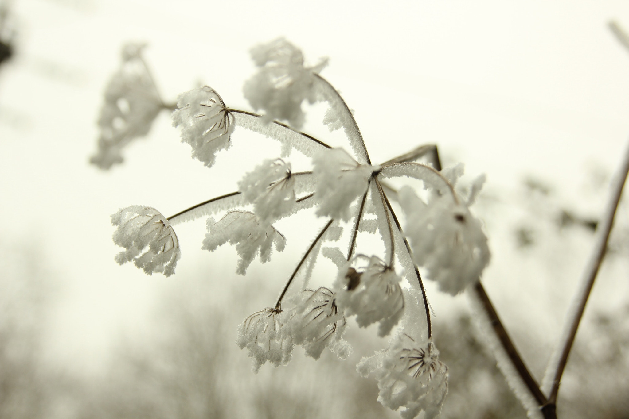 Canon EOS 60D sample photo. 31 décembre 2016-34 photography