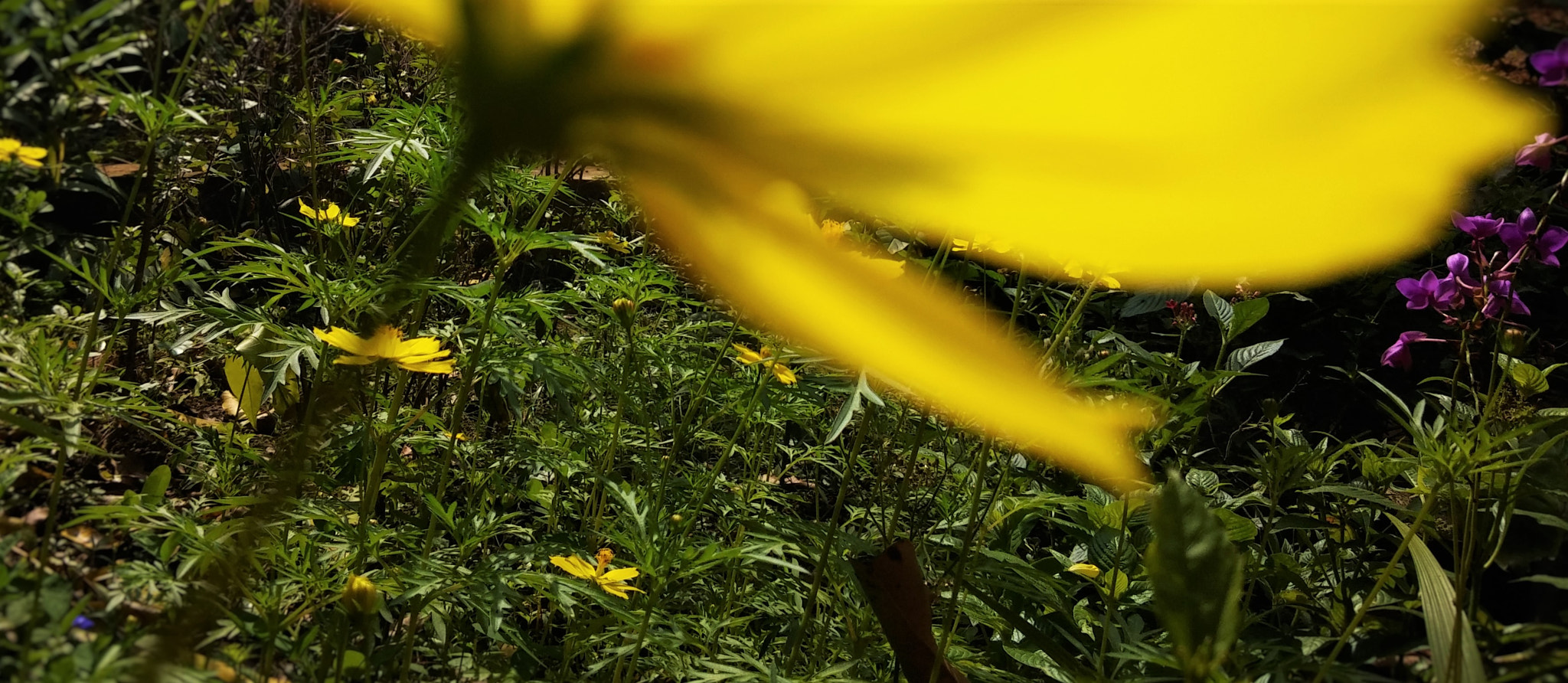 LG G Pro2 sample photo. Small yellow flower photography