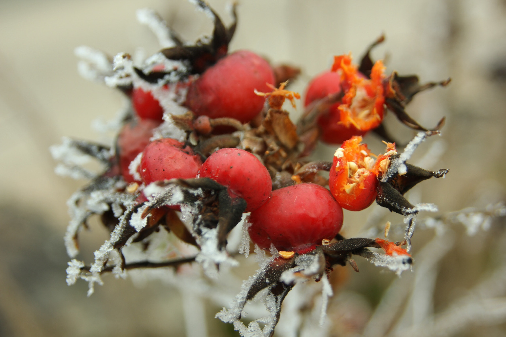 Canon EOS 60D + Sigma 17-70mm F2.8-4 DC Macro OS HSM sample photo. 31 décembre 2016-63 photography