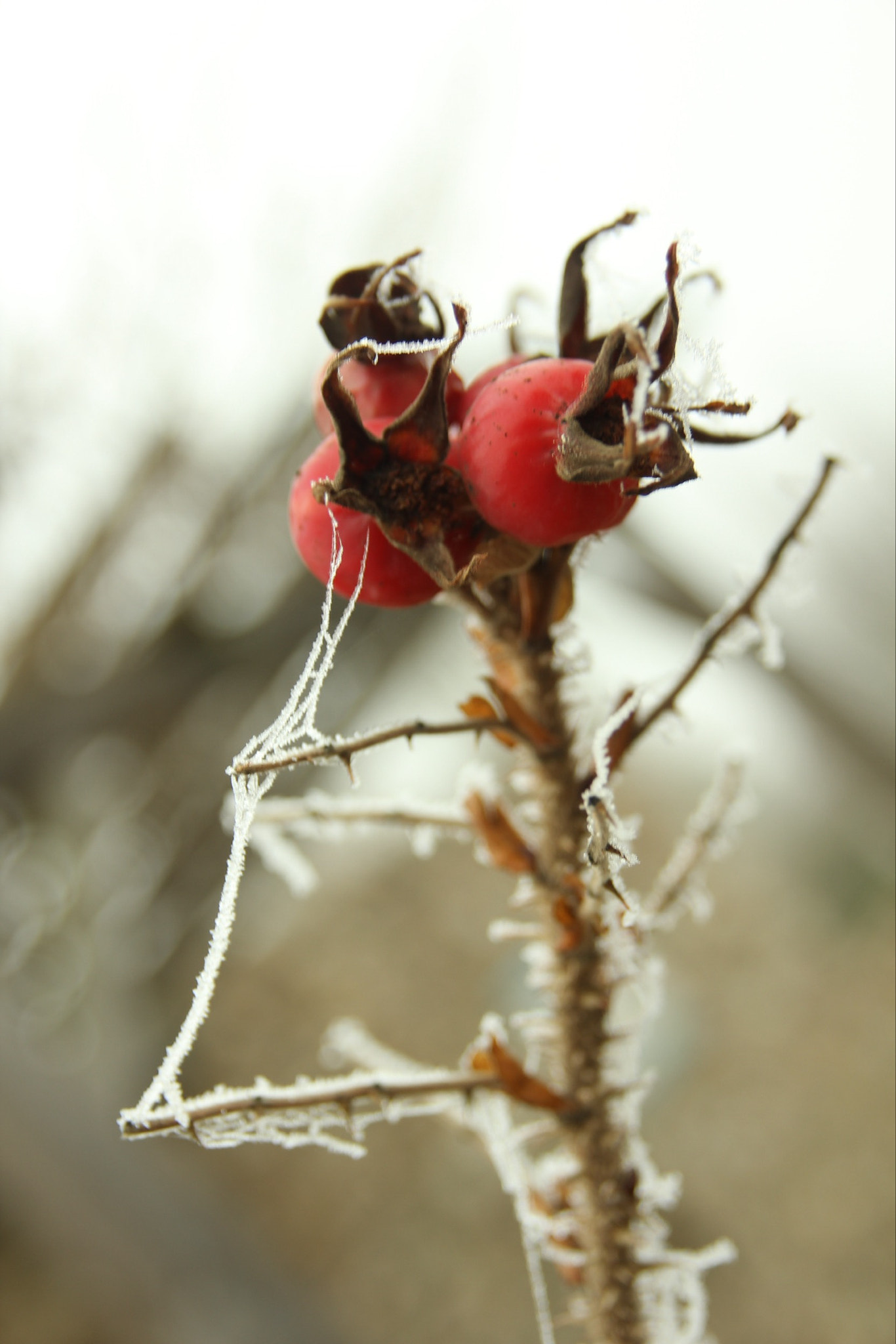 Canon EOS 60D sample photo. 31 décembre 2016-64 photography