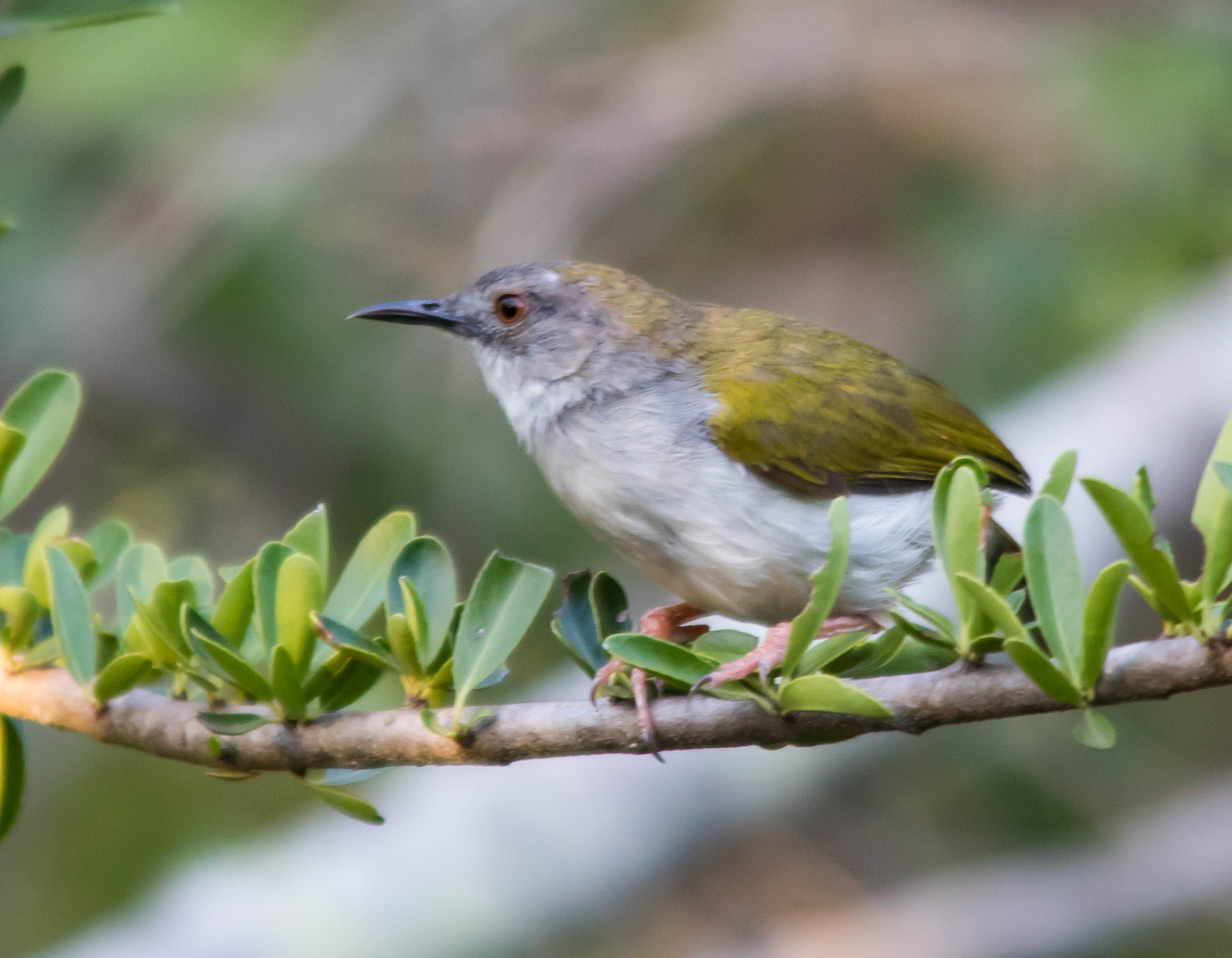 Sigma 150-500mm F5-6.3 DG OS HSM sample photo. Green backed camaroptera photography