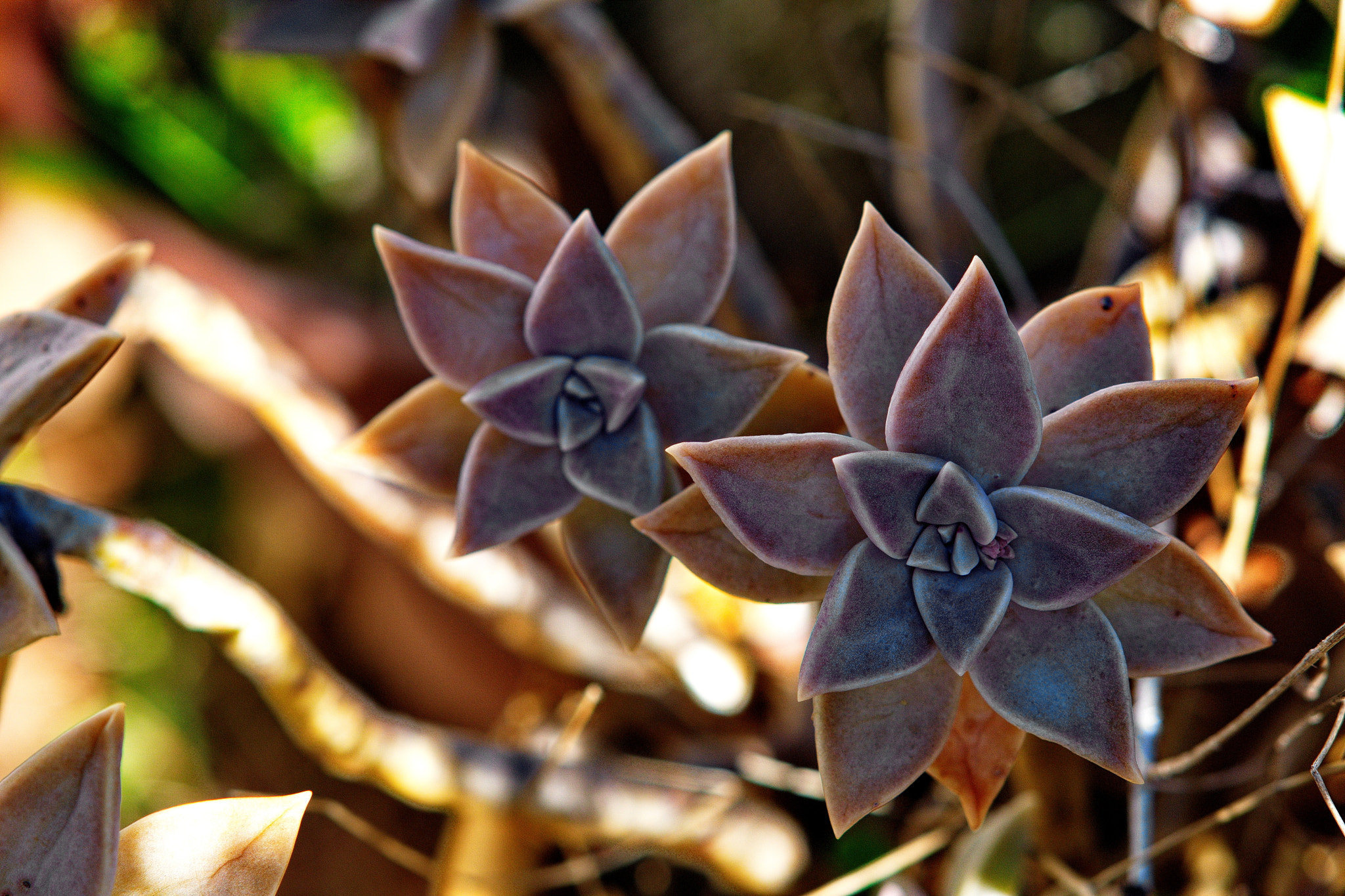 Sony ILCA-77M2 sample photo. Geometric winter photography