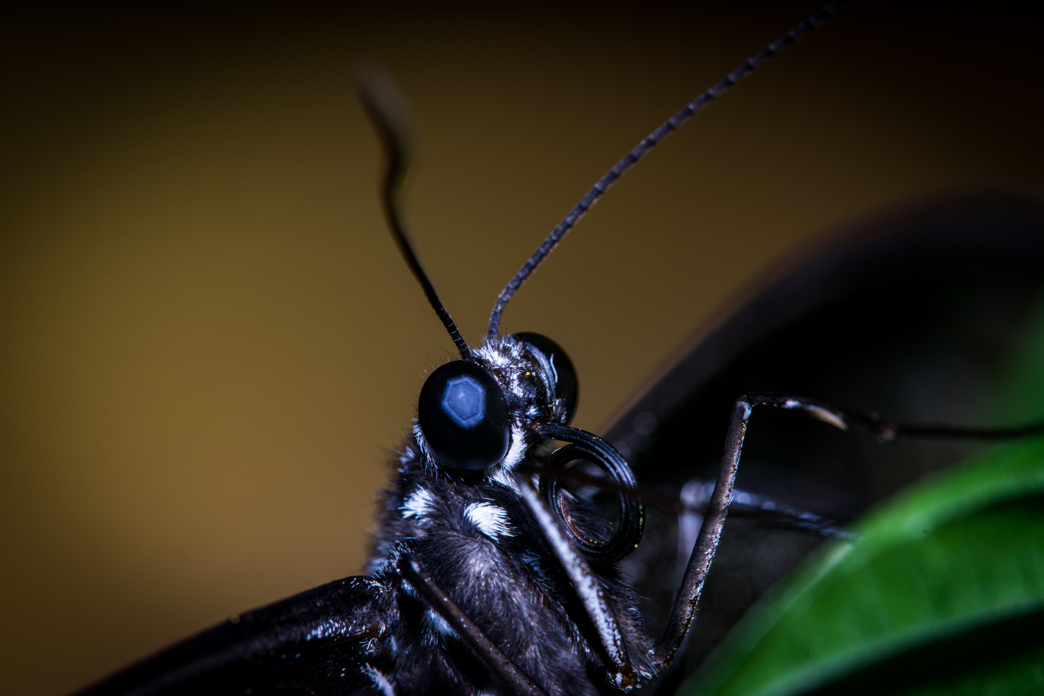 Tamron SP AF 180mm F3.5 Di LD (IF) Macro sample photo. Crawling portrait photography
