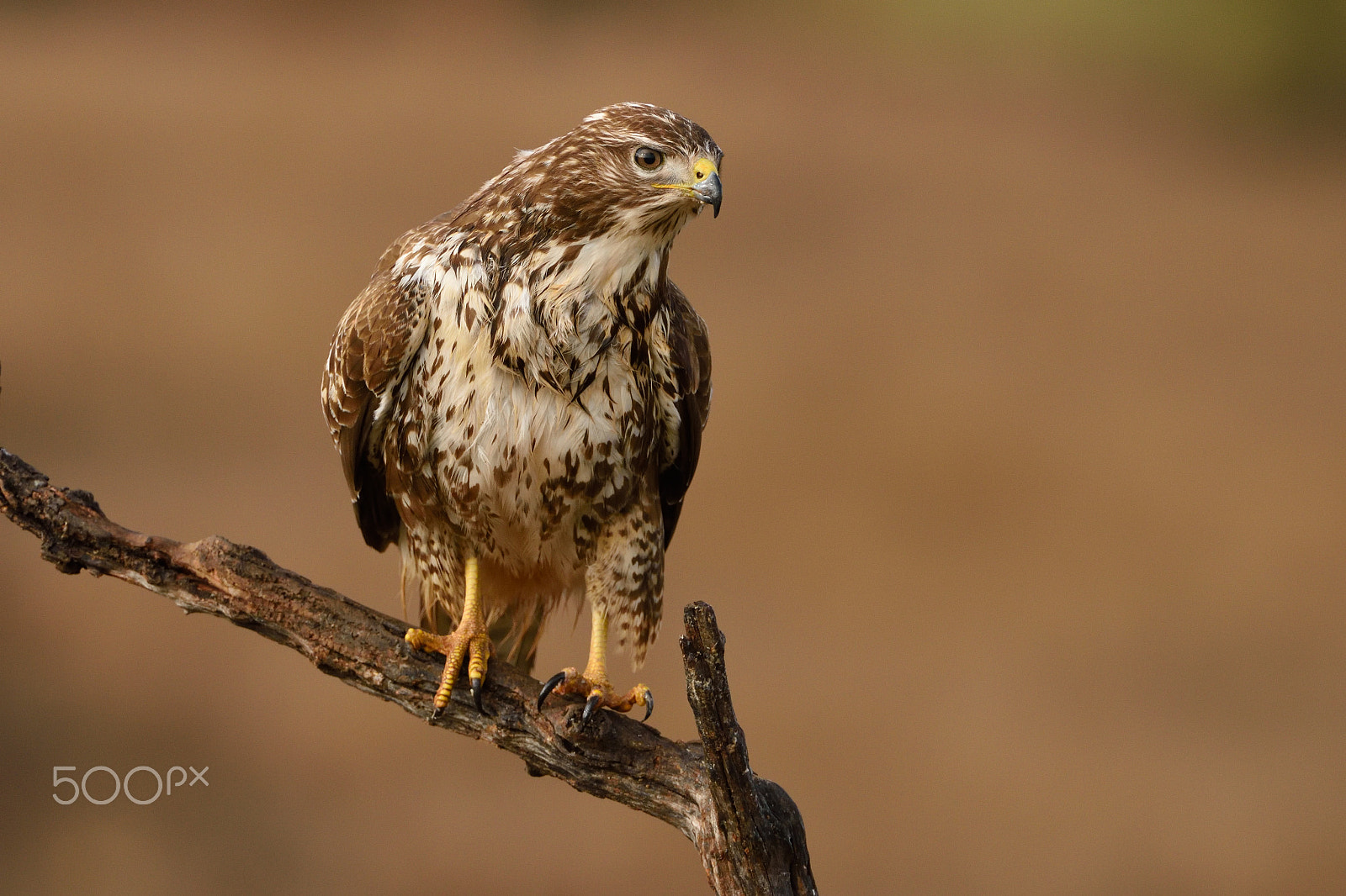 Nikon AF-S Nikkor 200-400mm F4G ED-IF VR sample photo. Buteo buteo photography