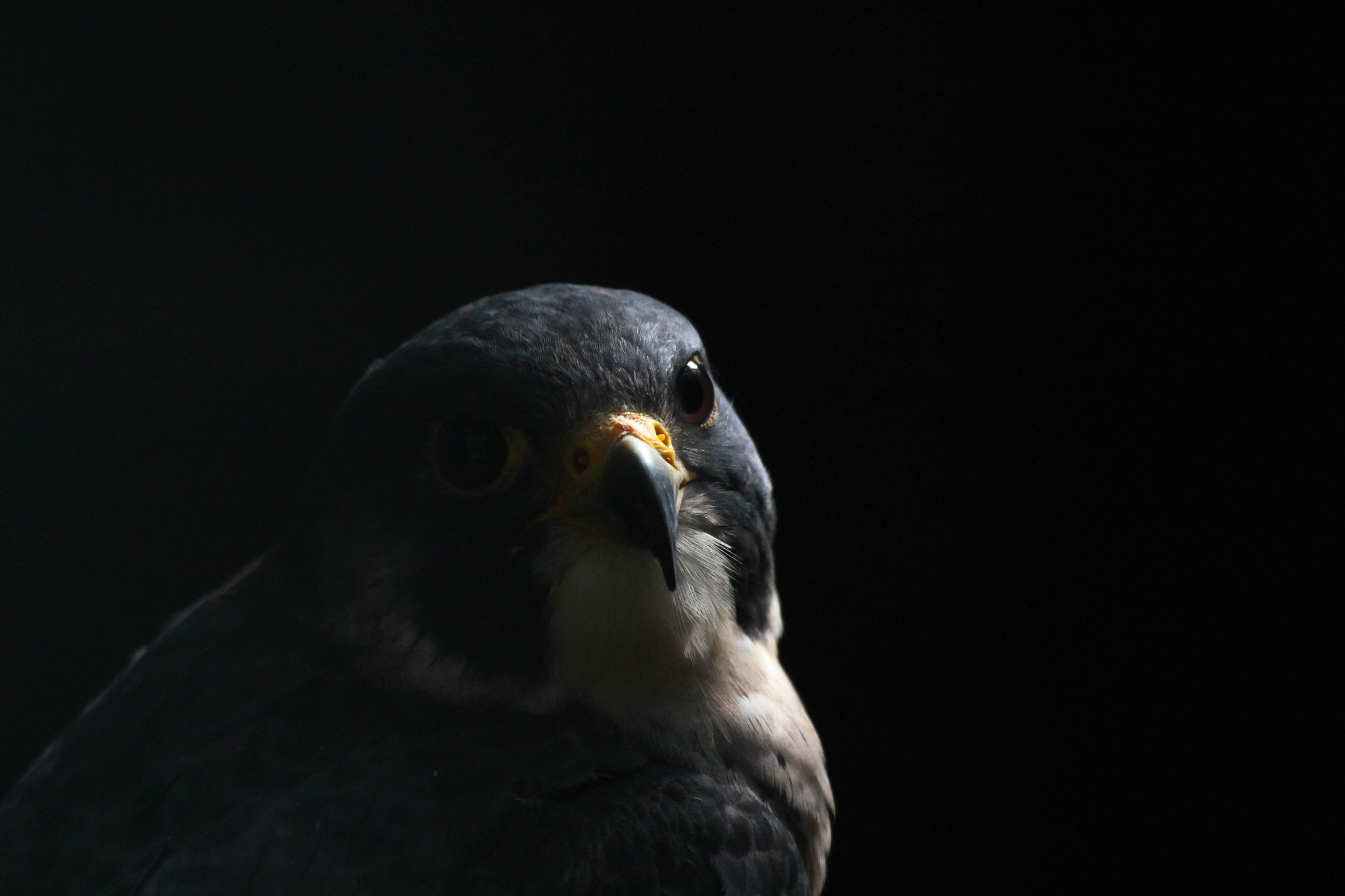 Canon EF 100-400mm F4.5-5.6L IS USM sample photo. Falcon photography