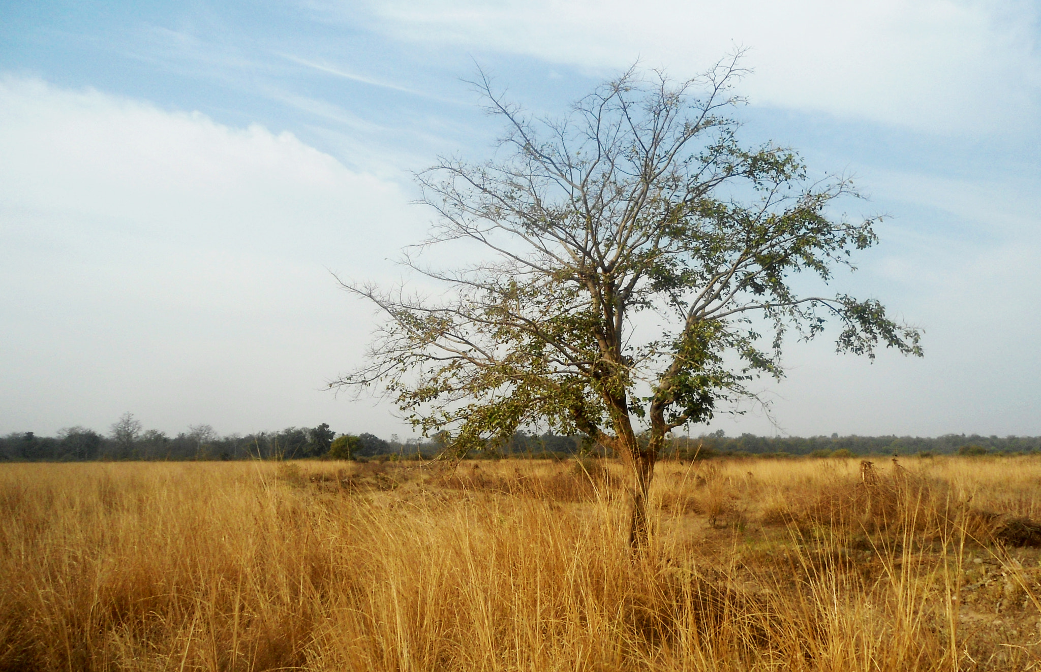 Sony Cyber-shot DSC-W510 sample photo. Standing high in golden field photography