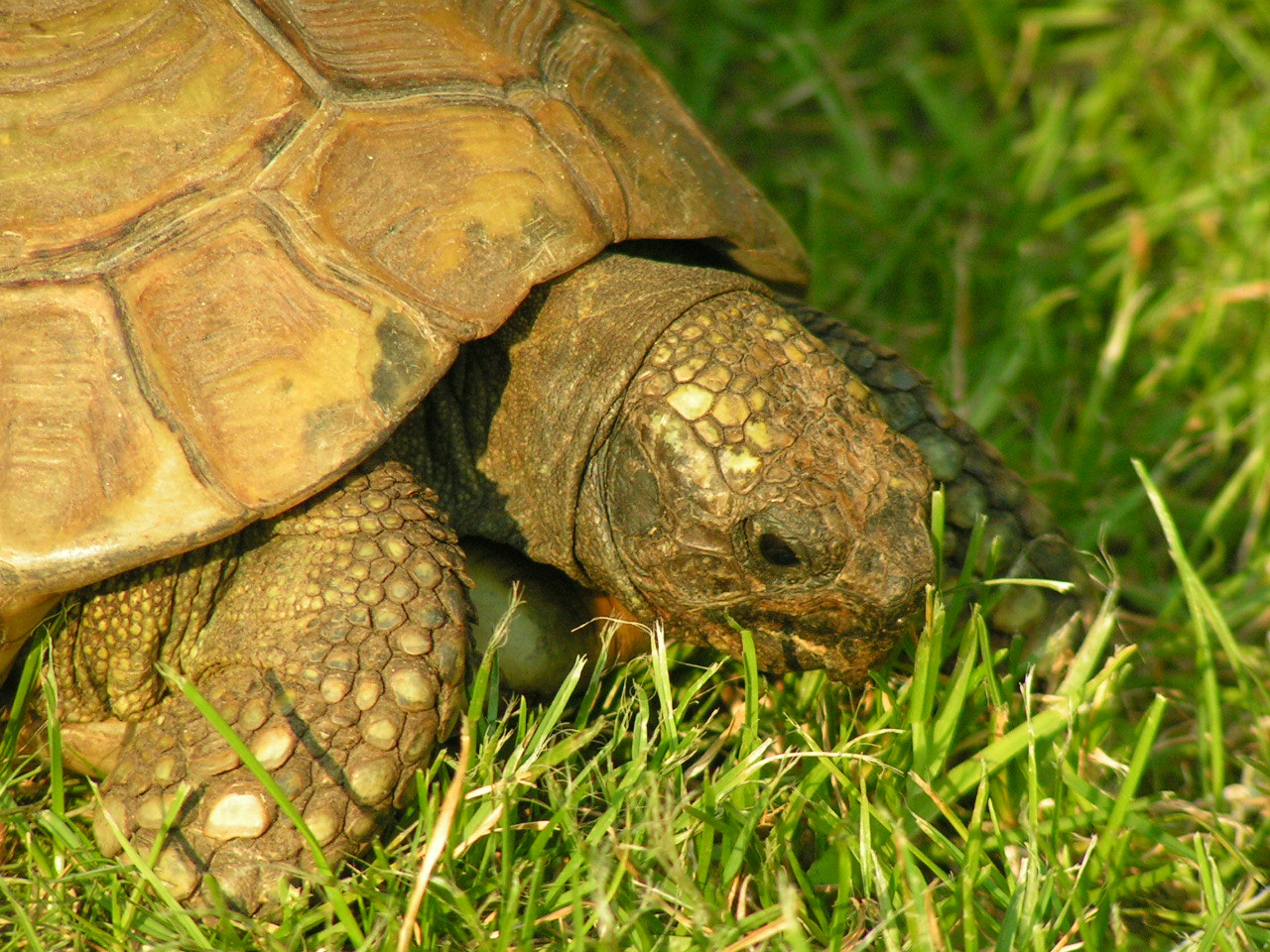 KONICA MINOLTA DiMAGE Z1 sample photo. Matthilde eating gras photography