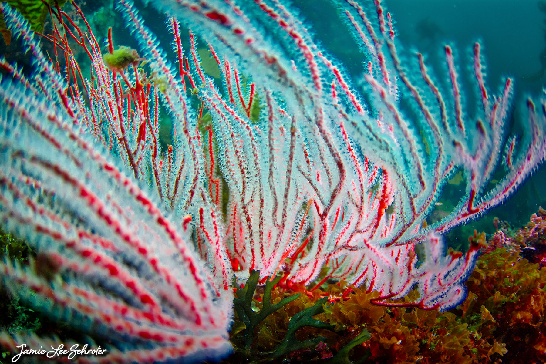 Nikon D7100 sample photo. Red gargonian underwater hdr photography