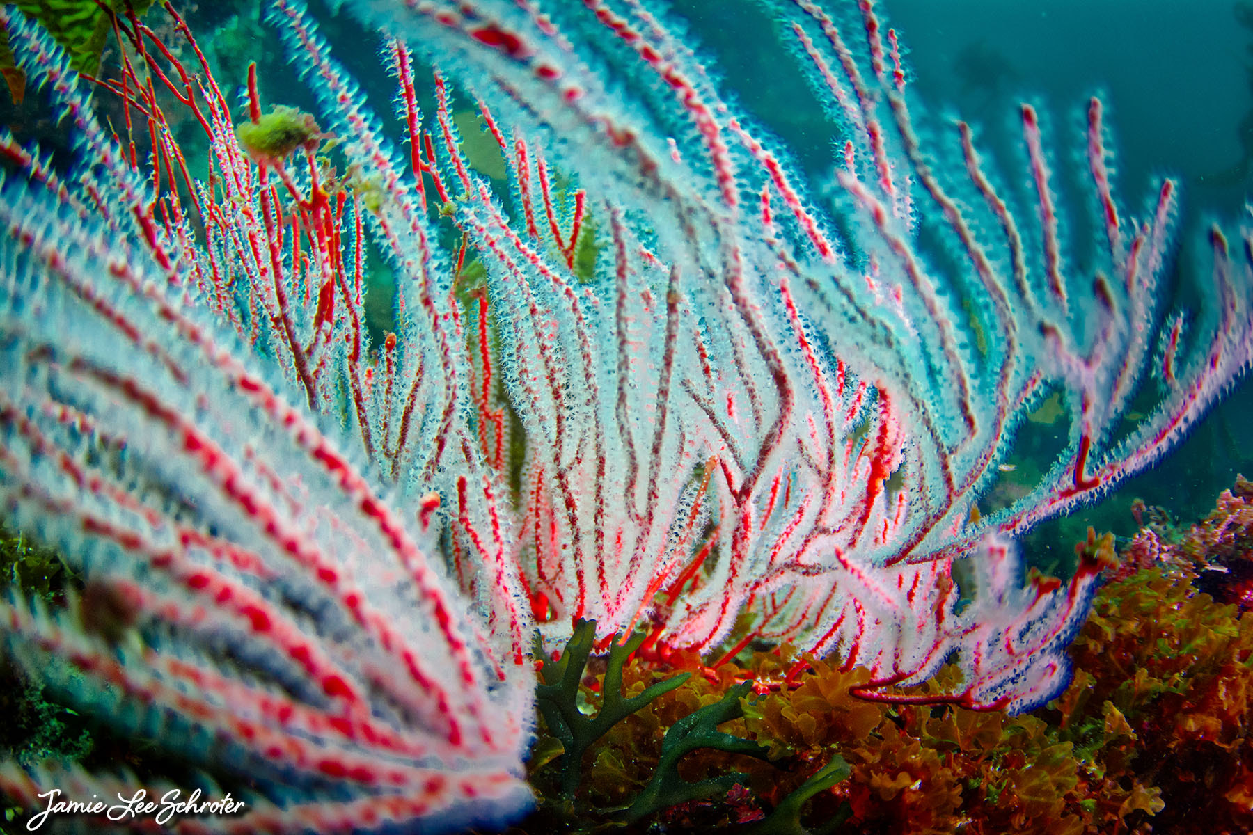 Tokina AT-X 10-17mm F3.5-4.5 DX Fisheye sample photo. Red gargonian underwater hdr photography