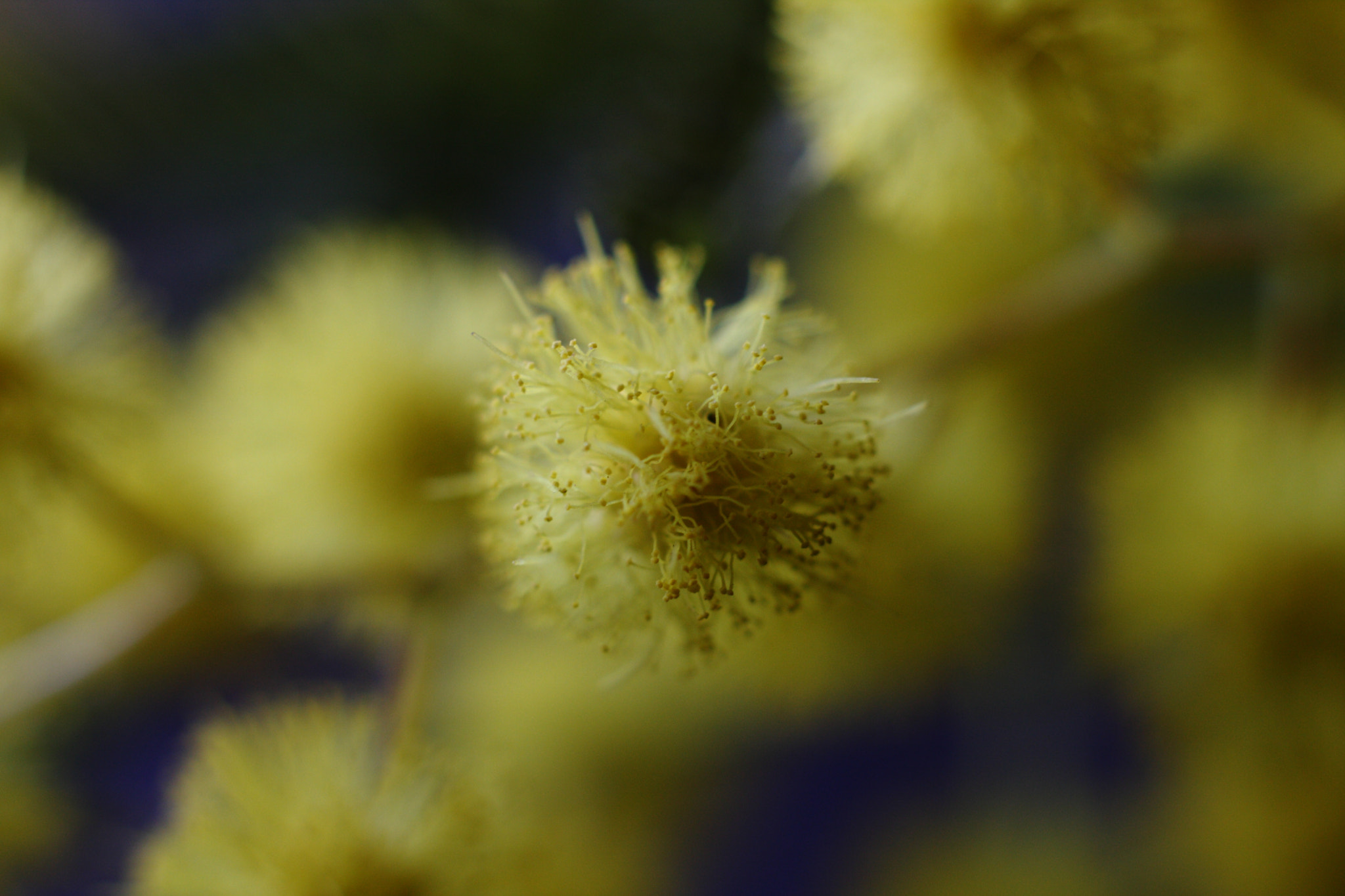 Canon EOS 40D + Canon EF 50mm F1.8 STM sample photo. Mimosa photography