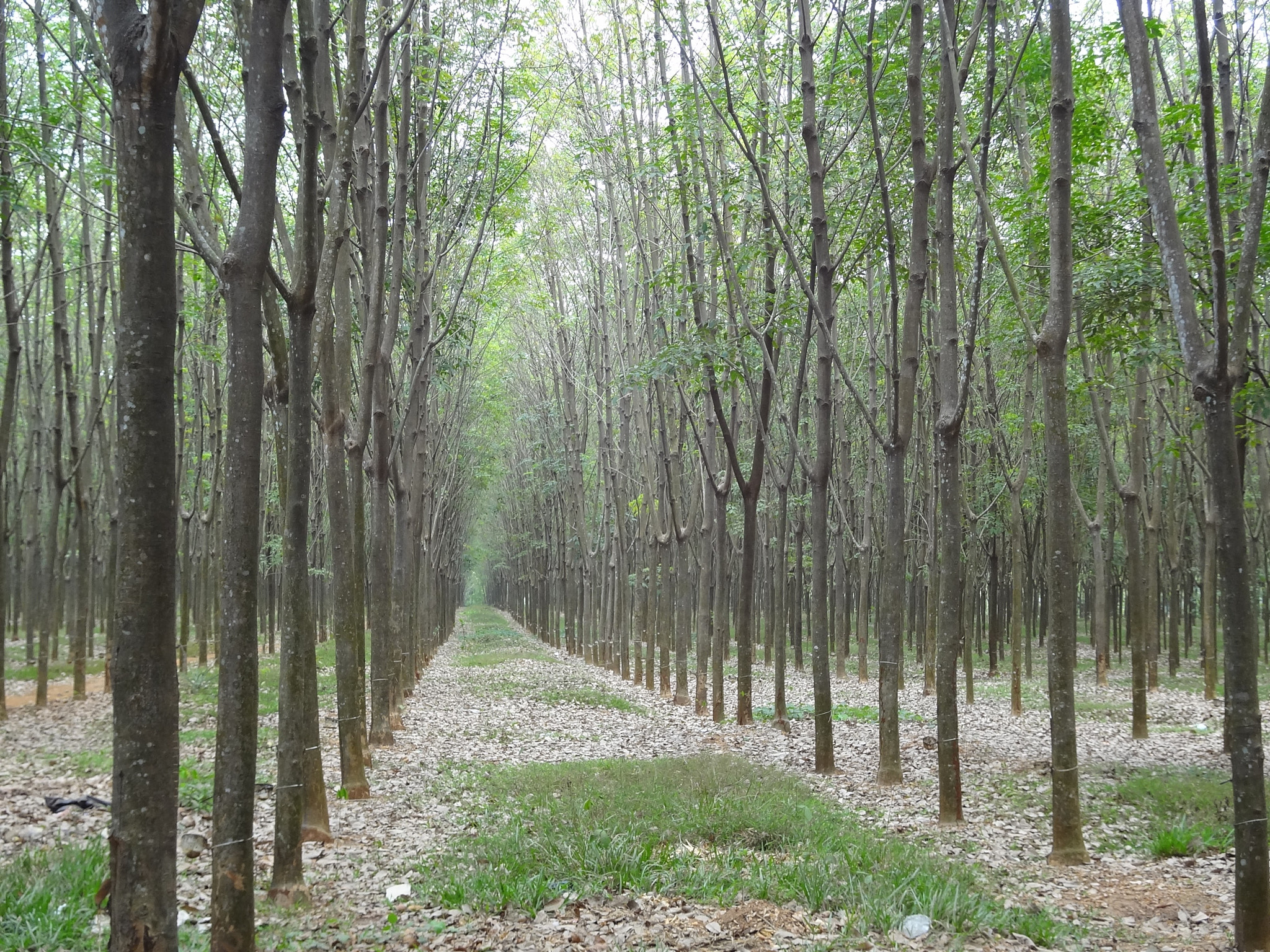 Sony DSC-WX7 sample photo. Plantation photography