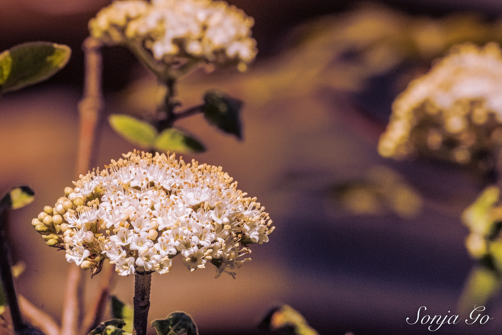 Nikon D300S + Sigma 70-300mm F4-5.6 DG OS sample photo. Geheimnisvoll photography