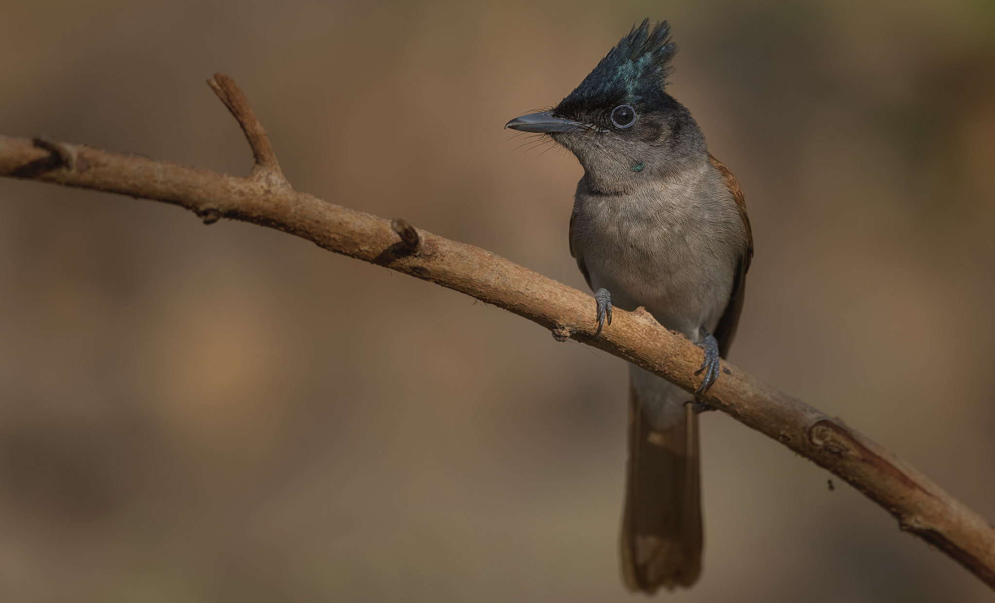 Nikon D750 sample photo. Indian paradise flycatcher photography