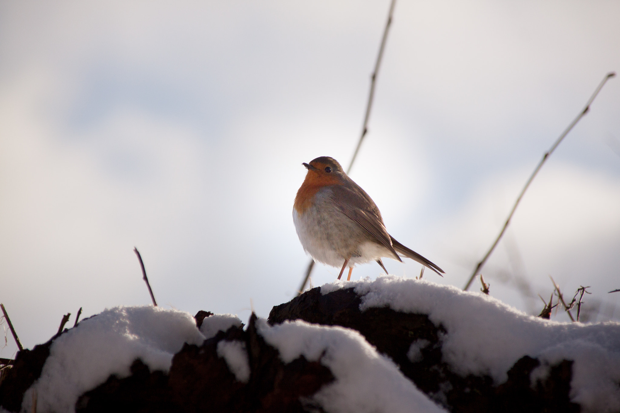 Canon EOS 500D (EOS Rebel T1i / EOS Kiss X3) + Canon TS-E 90mm F2.8 Tilt-Shift sample photo. Pettirosso sulla neve photography