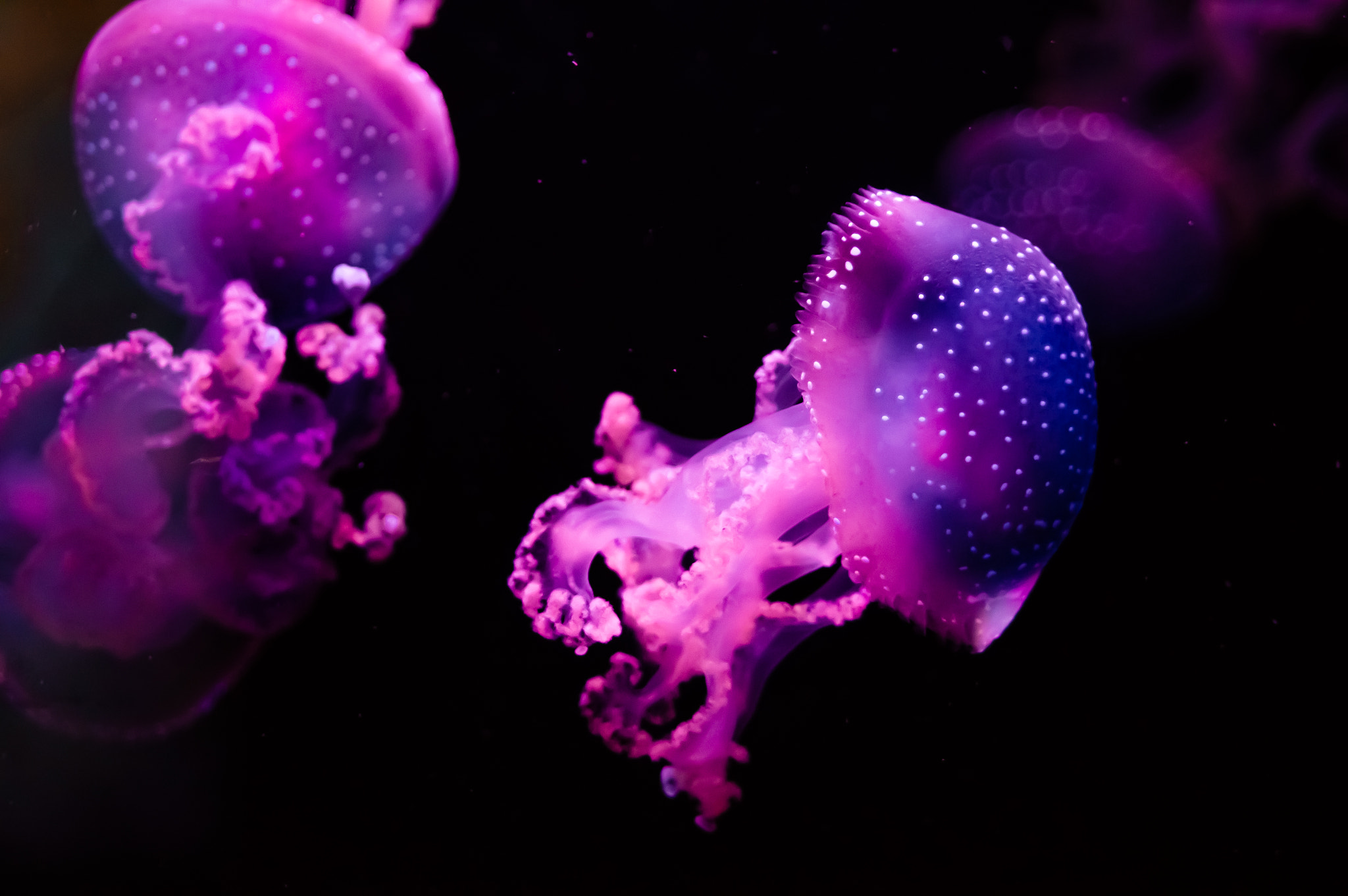 Sony SLT-A57 + 35-70mm F4 sample photo. Jellyfish / madusa photography