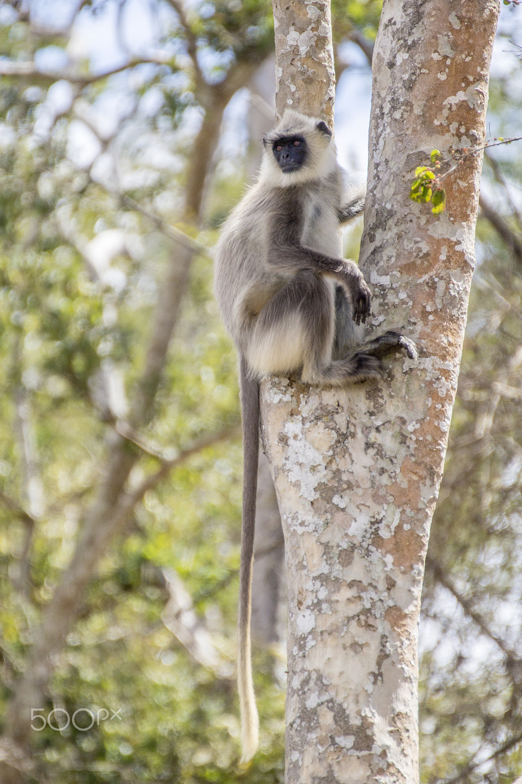 Canon EOS 60D + Tamron SP 35mm F1.8 Di VC USD sample photo. Gray langur full tail photography