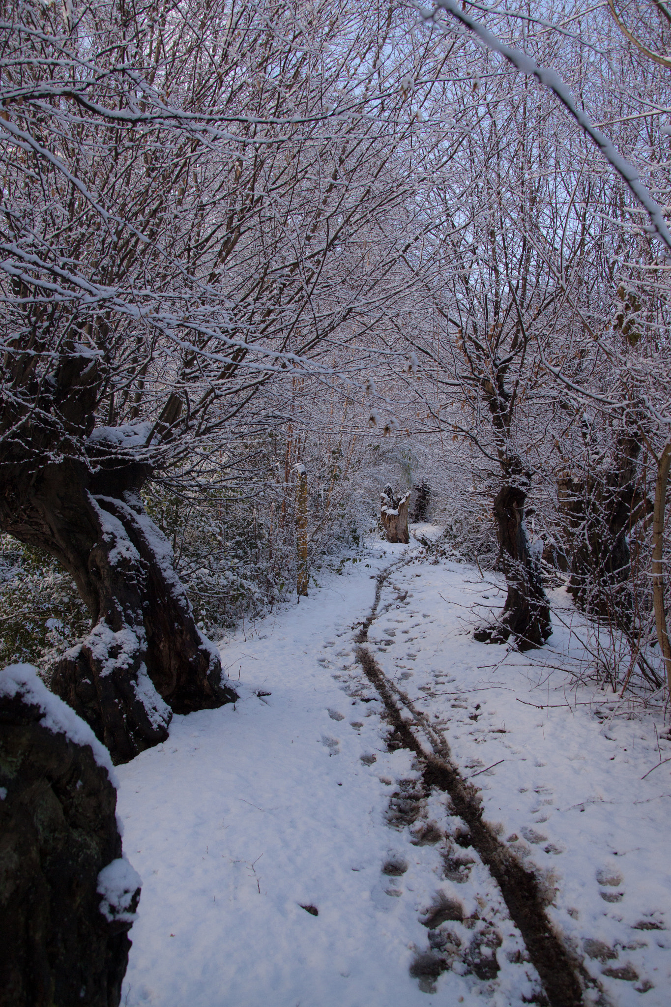 Canon TS-E 90mm F2.8 Tilt-Shift sample photo. Walking trough the forest under the snow photography