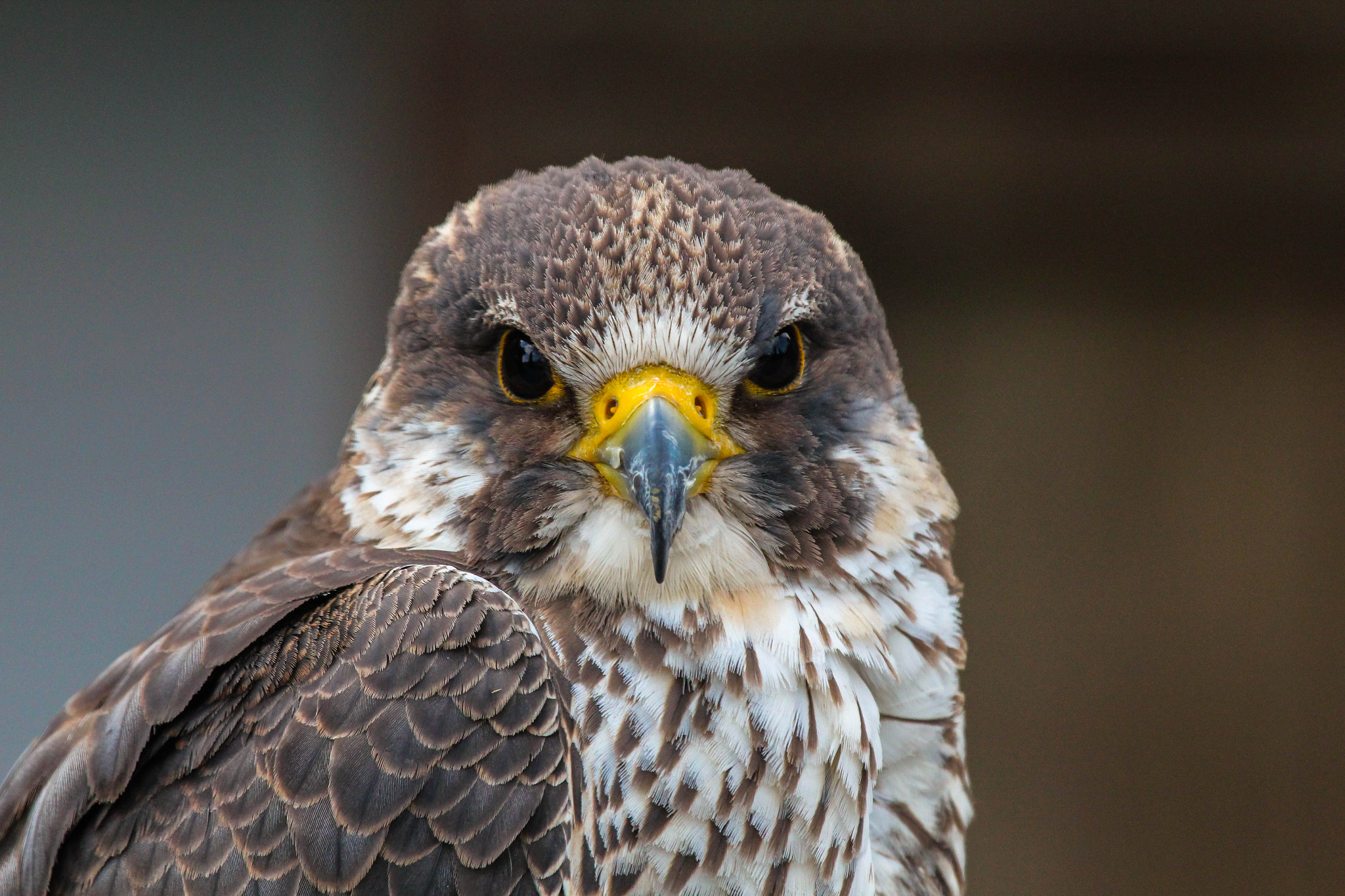 Canon EF 100-400mm F4.5-5.6L IS USM sample photo. Falcon photography