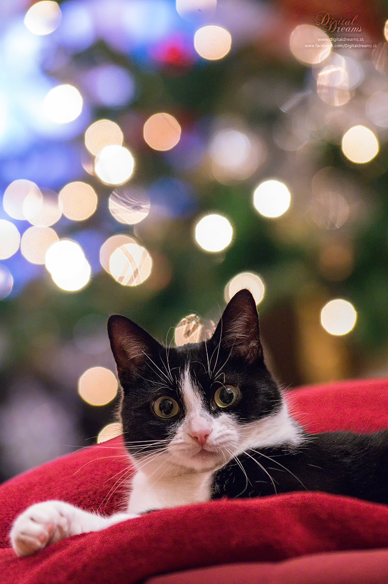 Pentax K-3 sample photo. Christmas cat :) photography