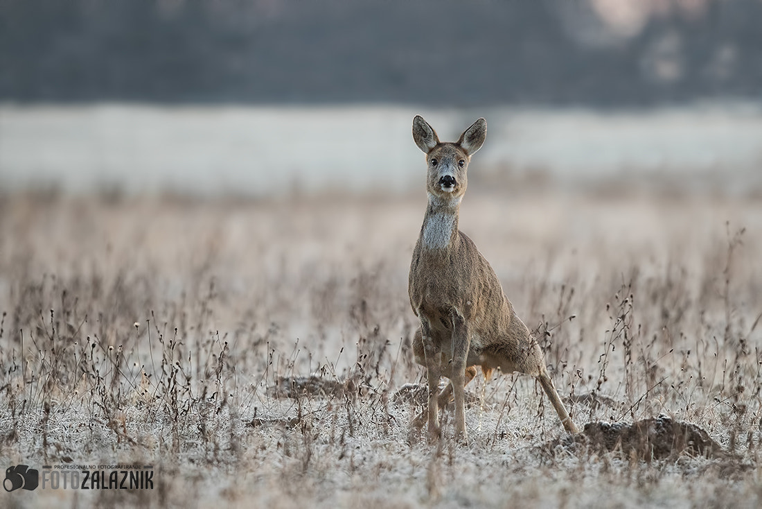 Canon EF 500mm F4L IS II USM sample photo. Hi there! photography