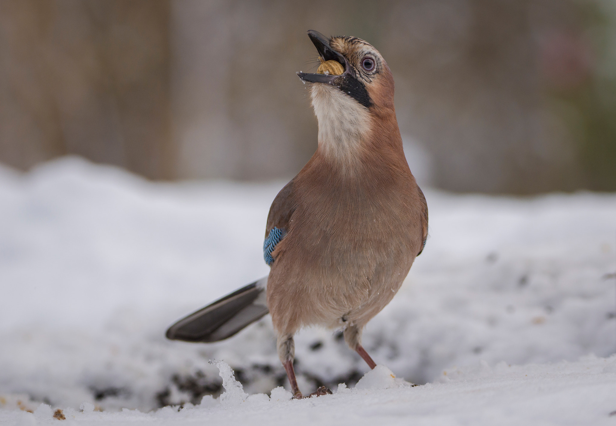 Sigma 150-600mm F5-6.3 DG OS HSM | C sample photo. Jay photography