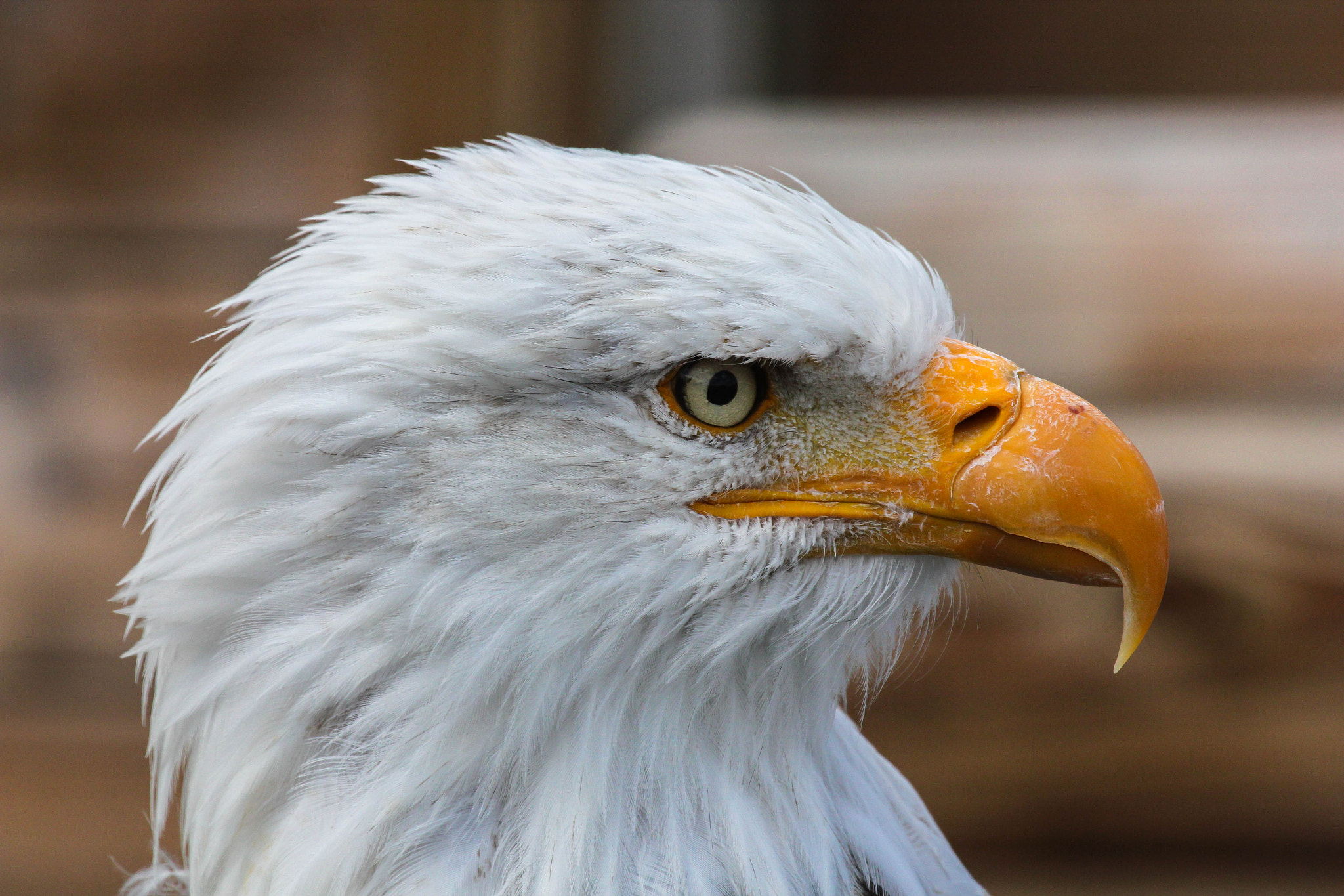 Canon EF 100-400mm F4.5-5.6L IS USM sample photo. Bald eagle photography